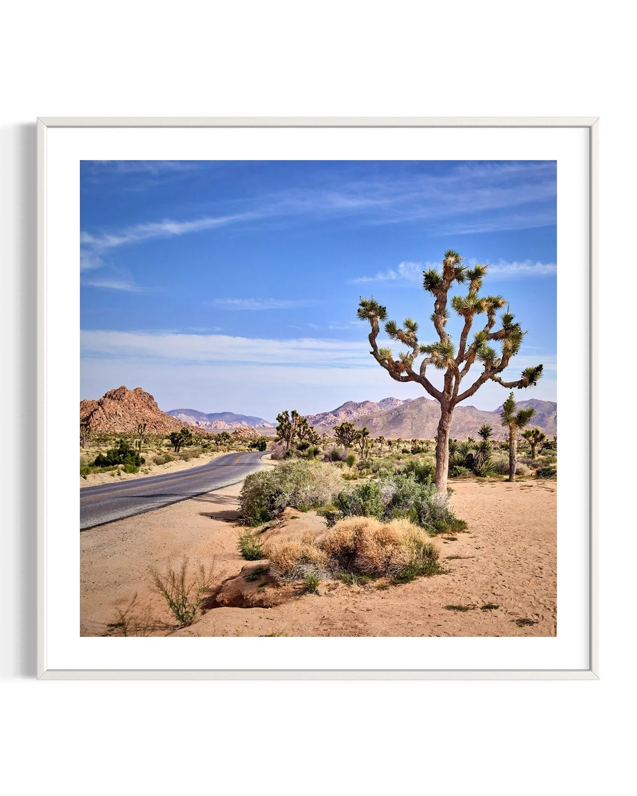 joshua-tree-oliphant-photo-art-5811-1.FF.DTL.WHT.001.jpg