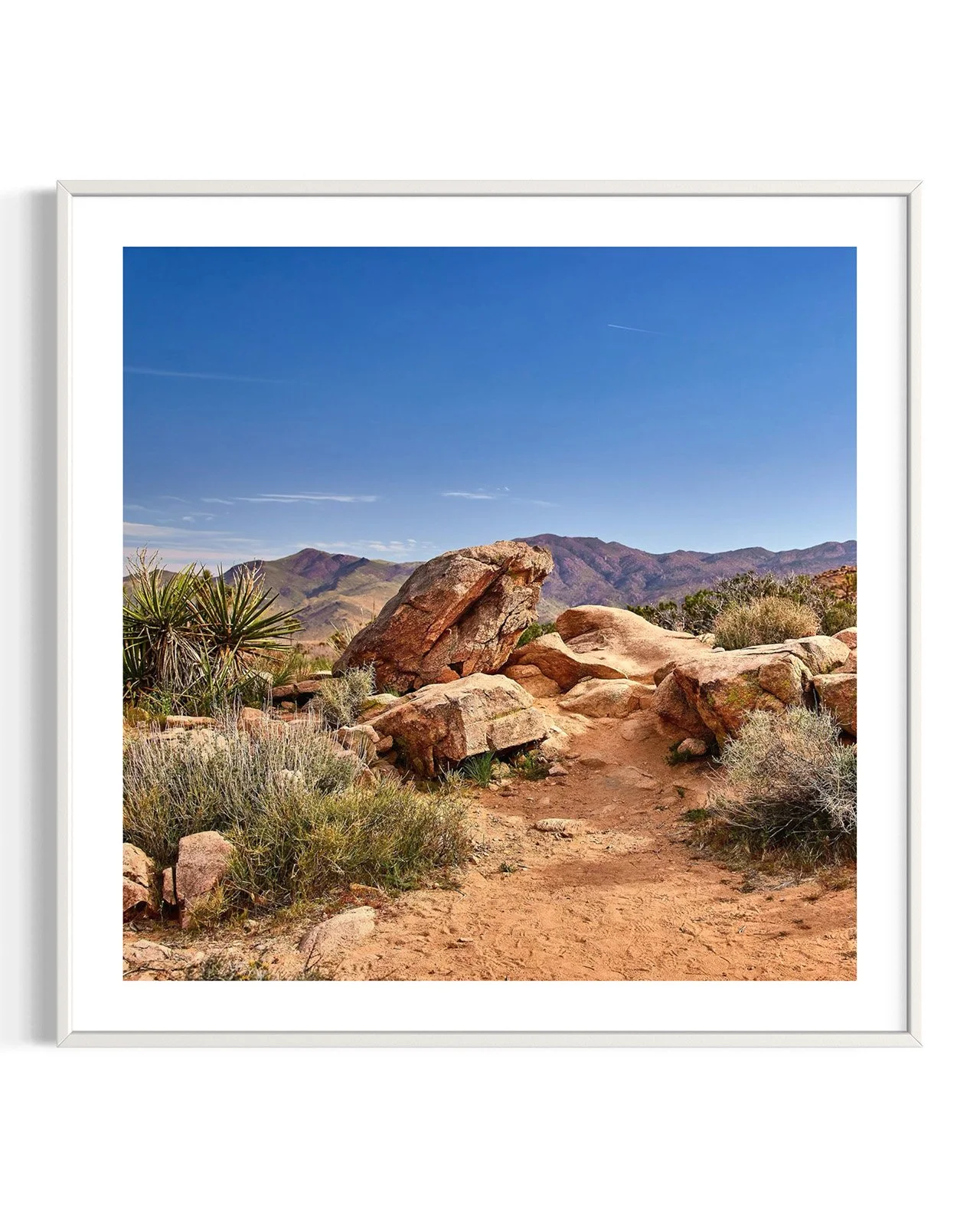 joshua-tree-oliphant-photo-art-5863.FF.DTL.WHT.002.jpg