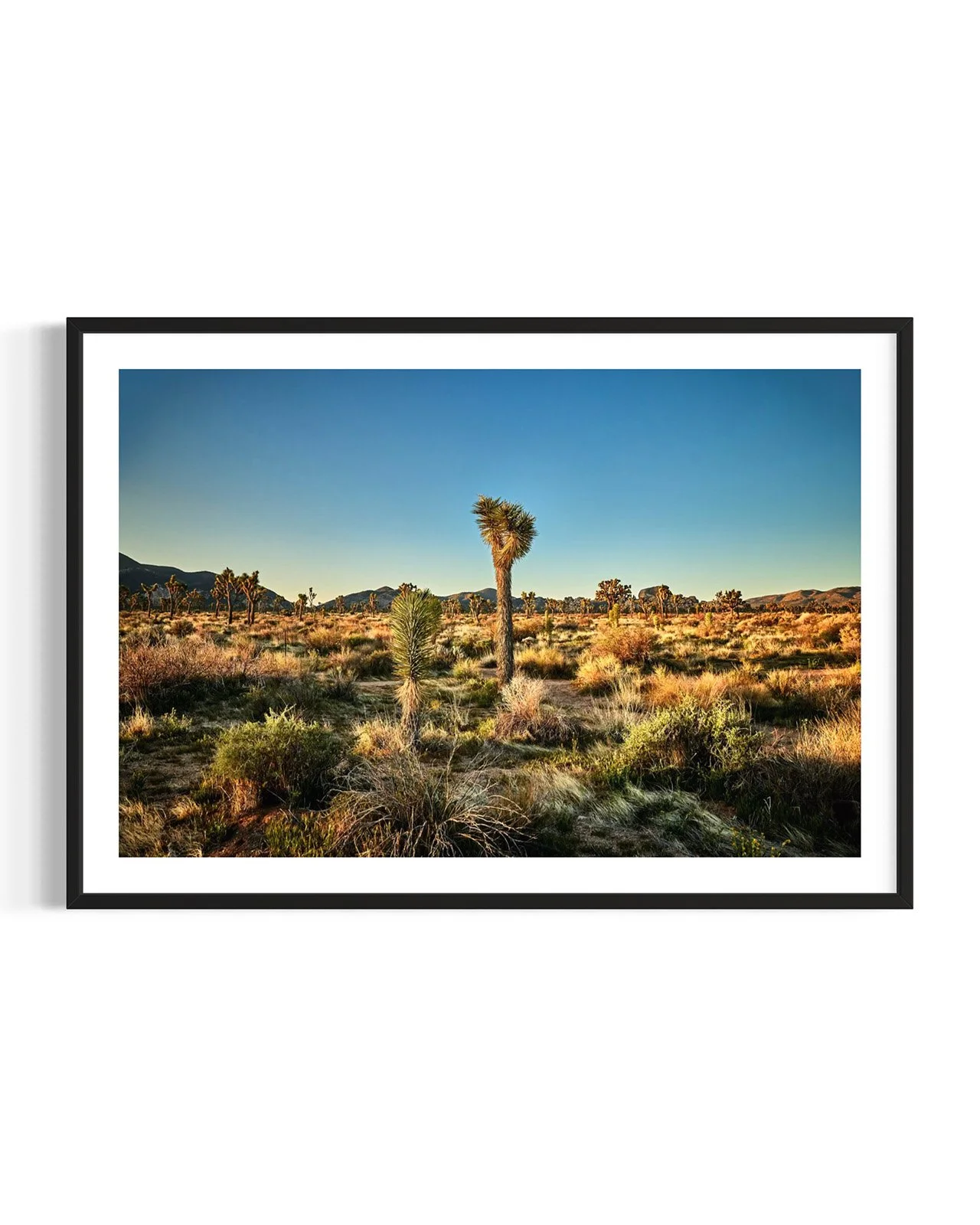 joshua-tree-oliphant-photo-art-6294.FF.DTL.BLK.001.jpg