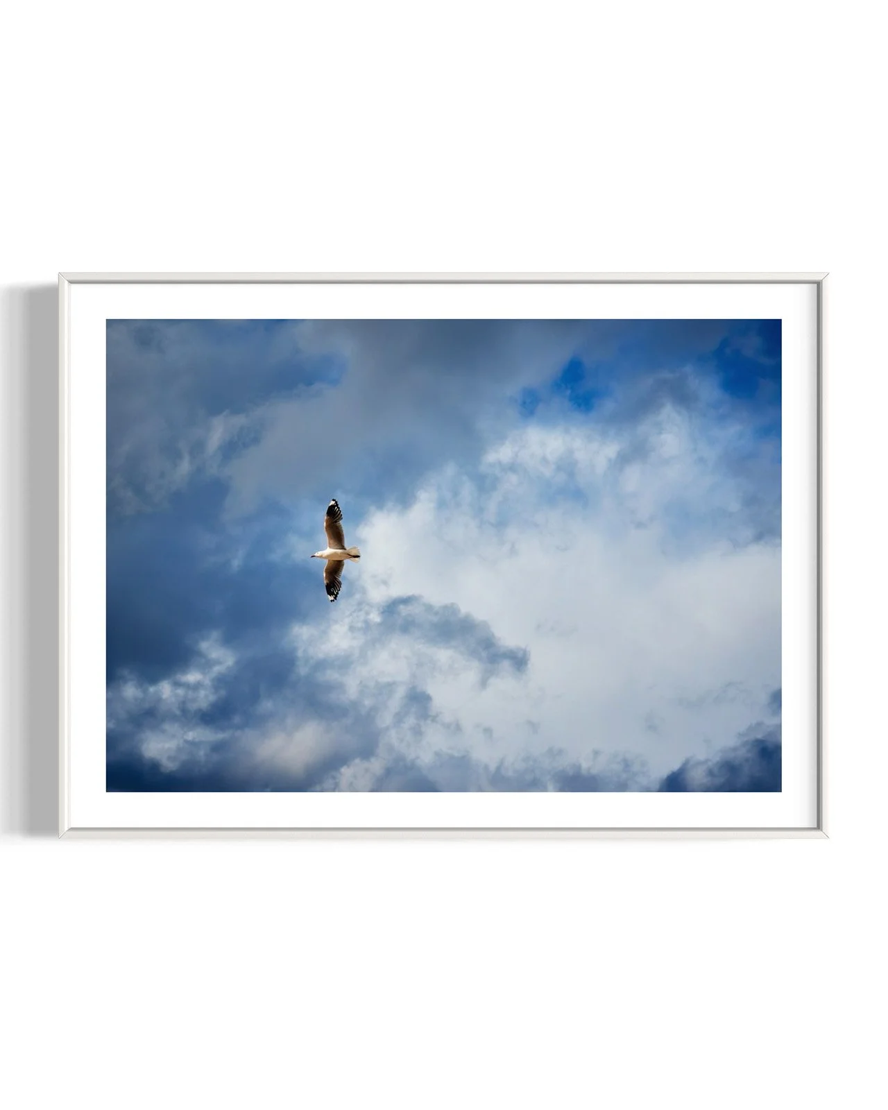 seagull-flying-sky-oliphant-photo-art.0146-1.WHT.FF.DETAIL.001.jpg
