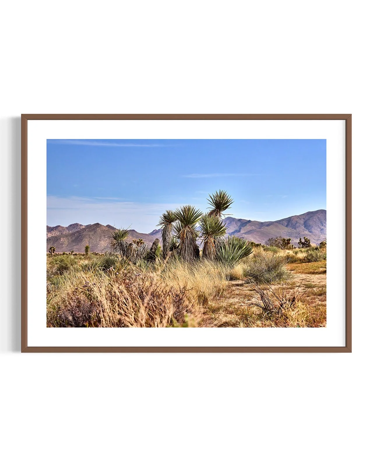 JOSHUA_TREE_YUCCA_FAMILY_1_5843_FF.DTL.WNT.001.jpg