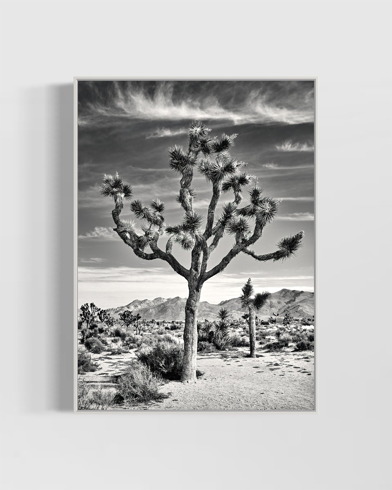 joshua-tree-oliphant-photo-art-5818BW.001.WHITE.jpg