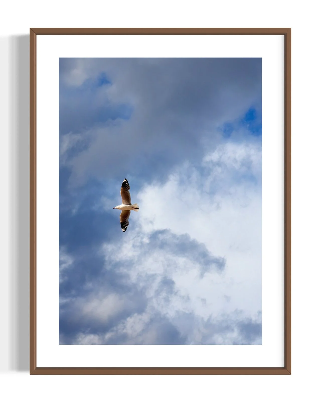seagull-flying-sky-oliphant-photo-art.0146-VERT.WNT.DETAIL.001.jpg