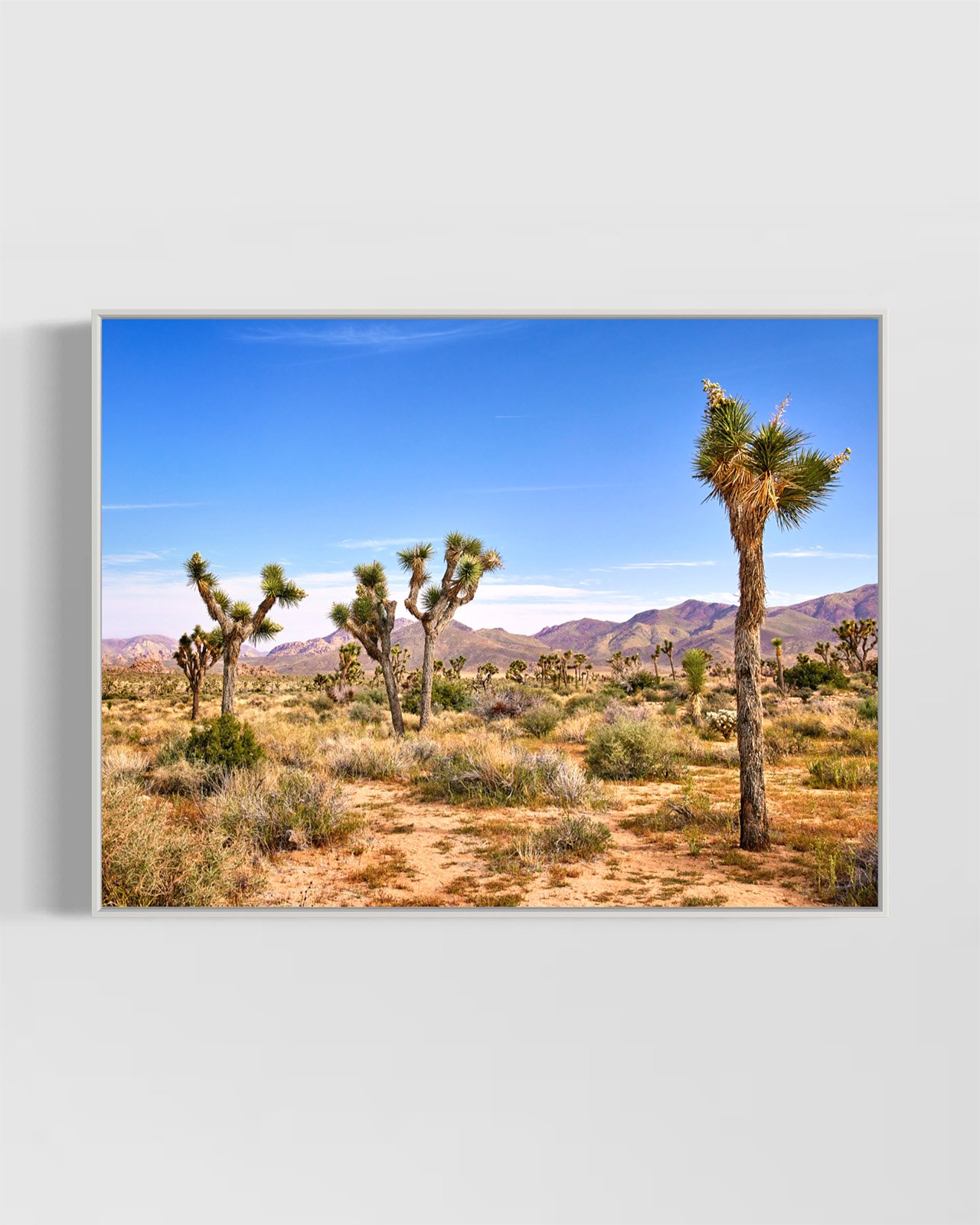 joshua-tree-oliphant-photo-art-5866.WHITE.jpg