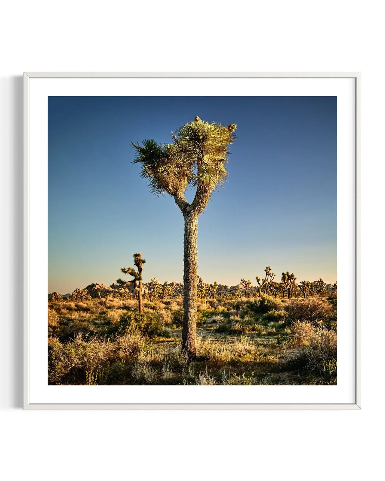 joshua-tree-oliphant-photo-art-6310-2.FF.DTL.WHT.001.jpg