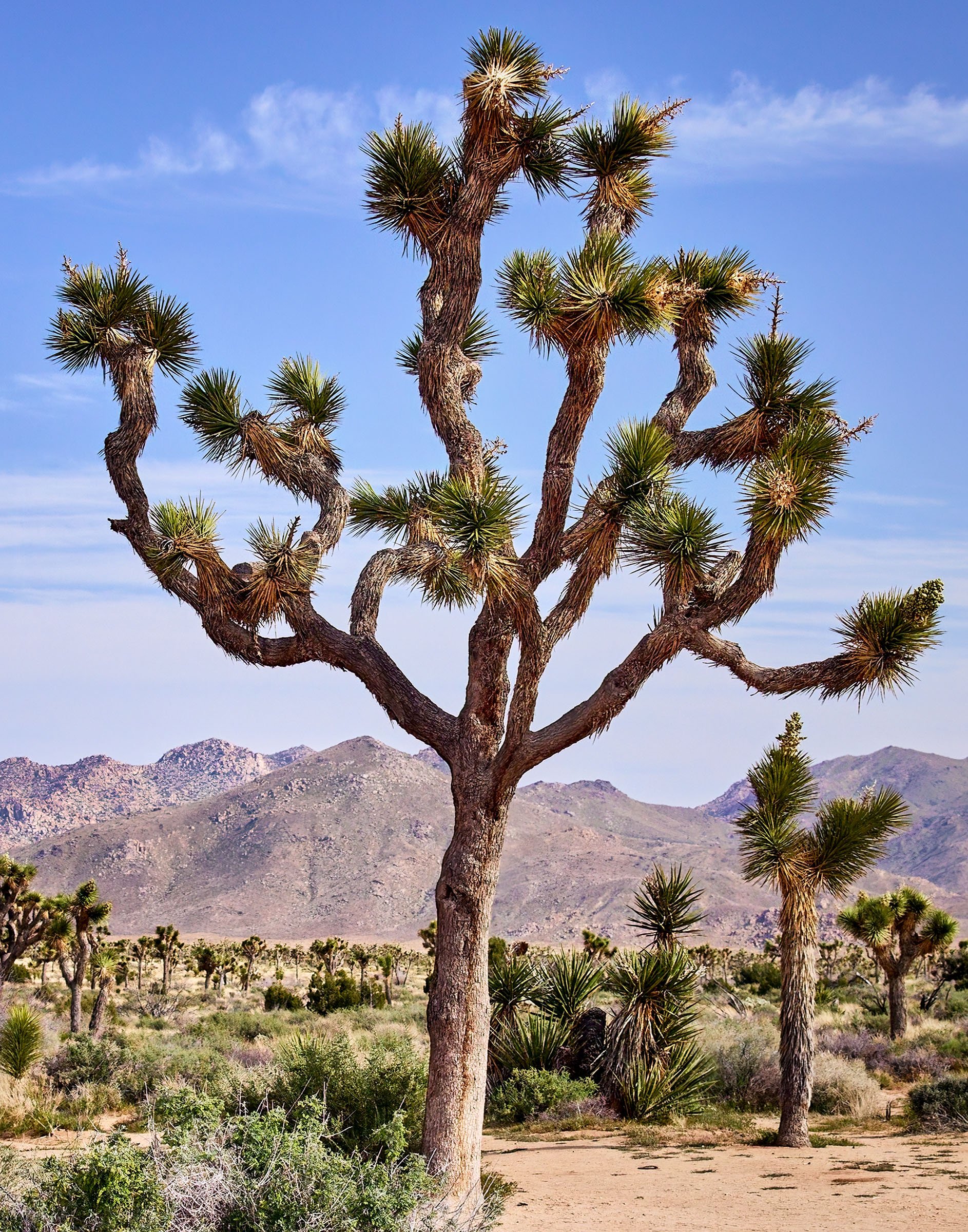 joshua-tree-oliphant-photo-art-5811-1.DETAIL.jpg