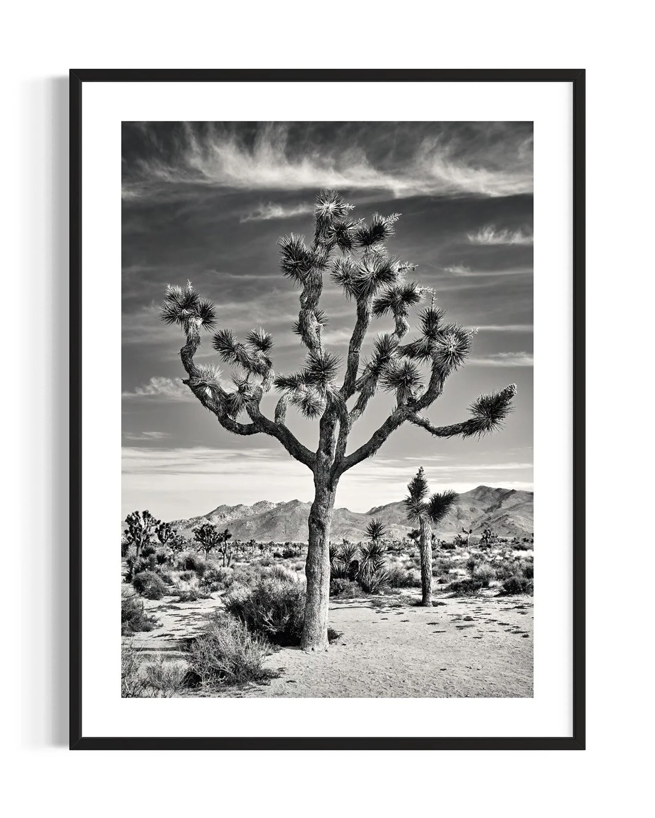 joshua-tree-oliphant-photo-art-5818BW.FF.DTL.BLK.001.jpg
