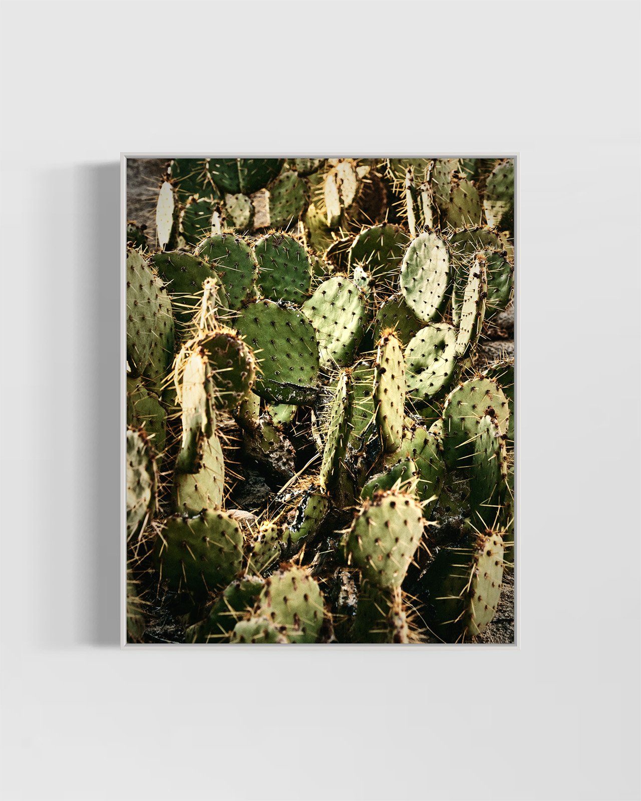 joshua-tree-cacti-oliphant-photo-art.6080.WHITE.jpg