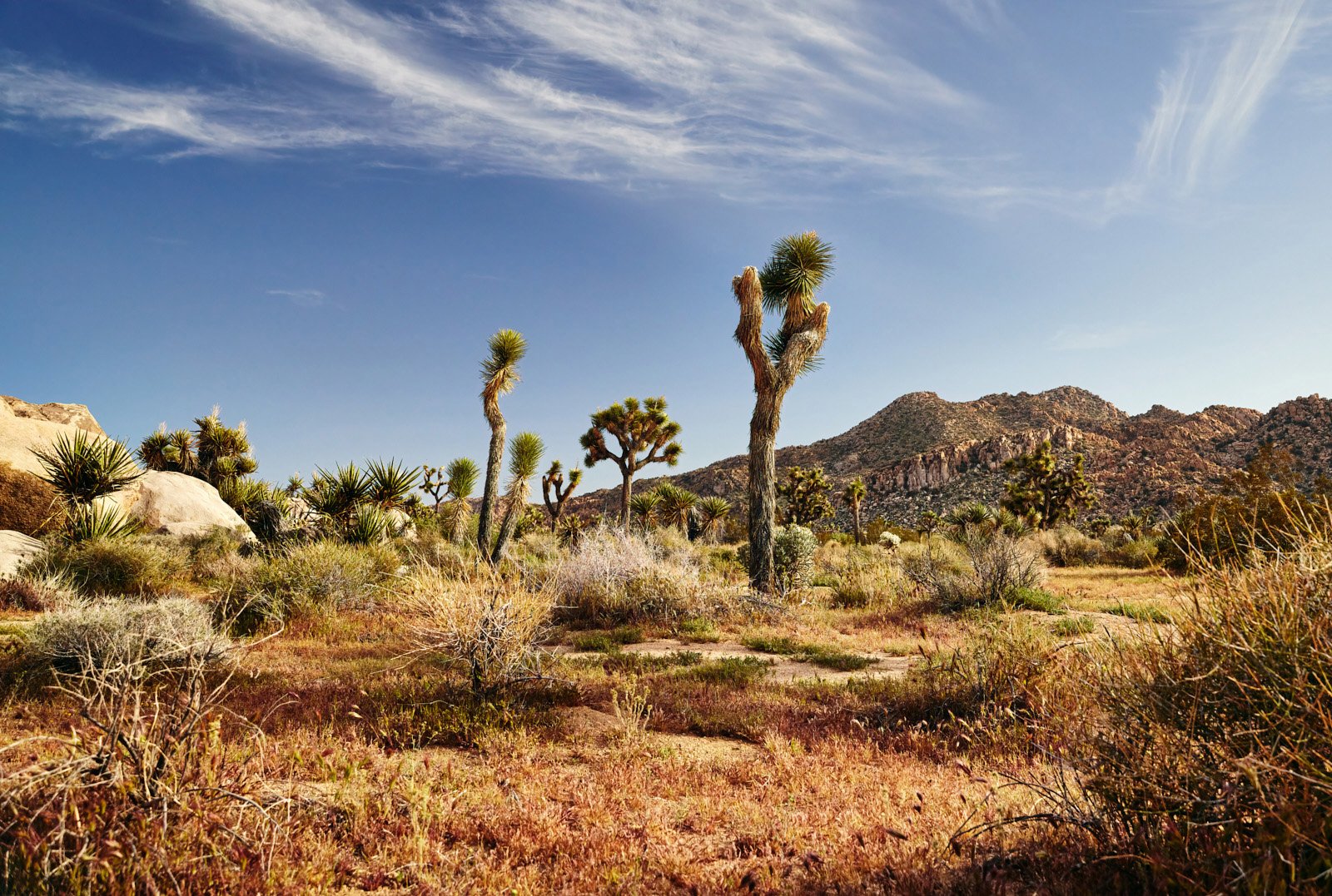 joshua-tree-oliphant-photo-art-E5980.FILE.jpg