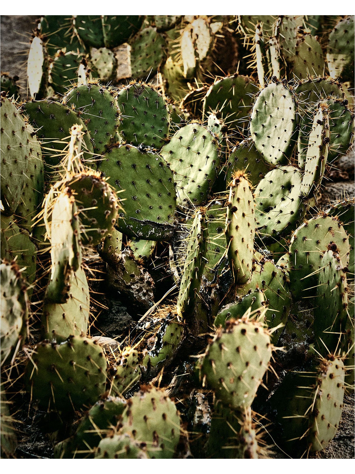 joshua-tree-cacti-oliphant-photo-art.6080.FILE.B.jpg