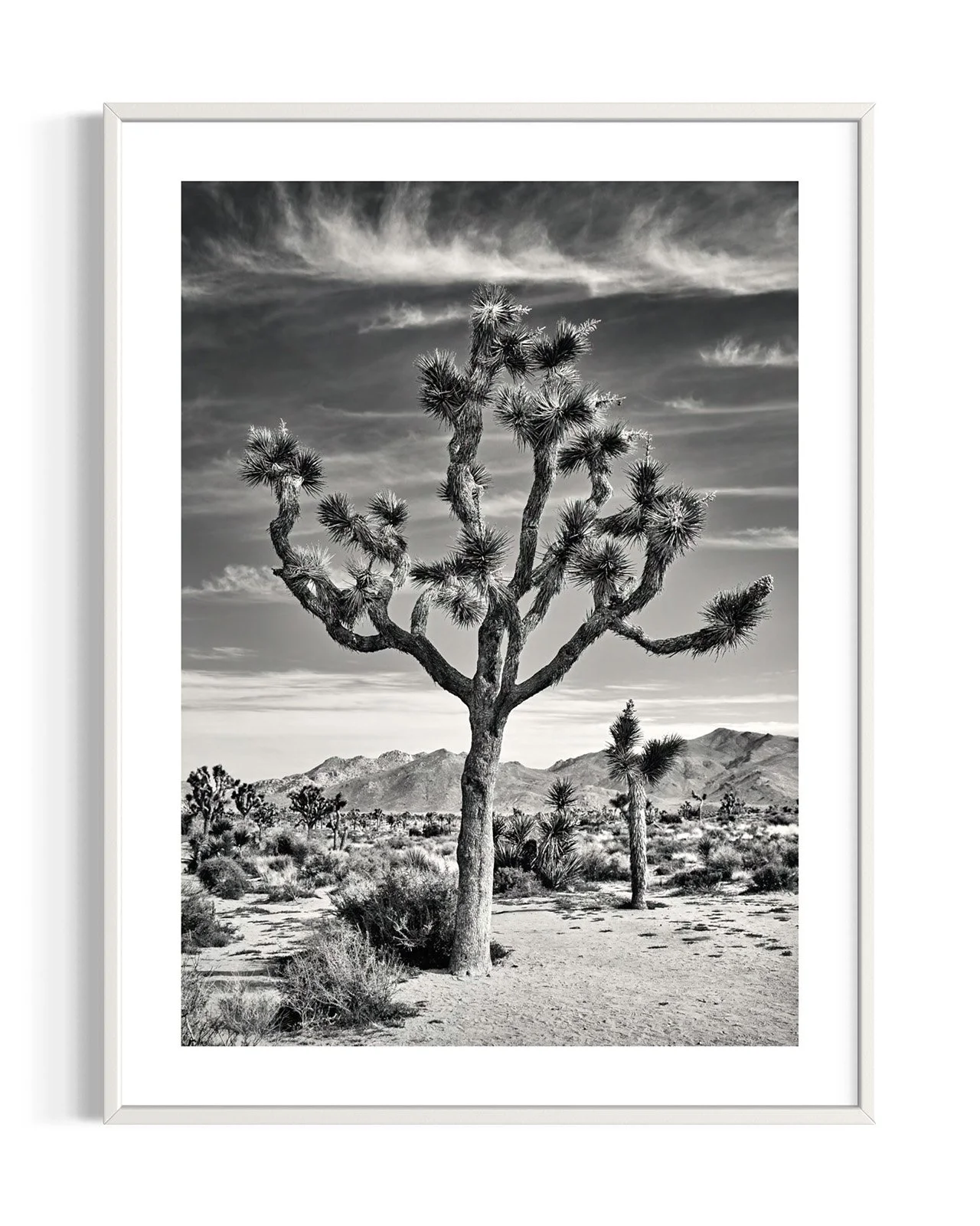 joshua-tree-oliphant-photo-art-5818BW.FF.DTL.WHT.001.jpg