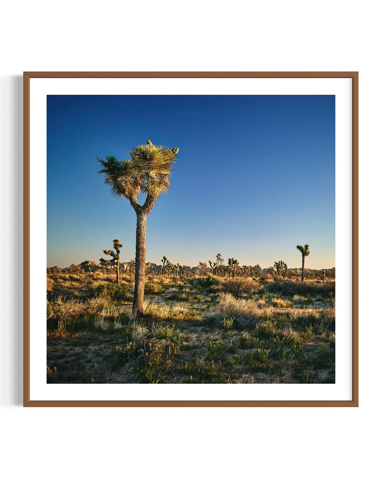 joshua-tree-oliphant-photo-art-6308.FF.DTL.WNT.001.jpg