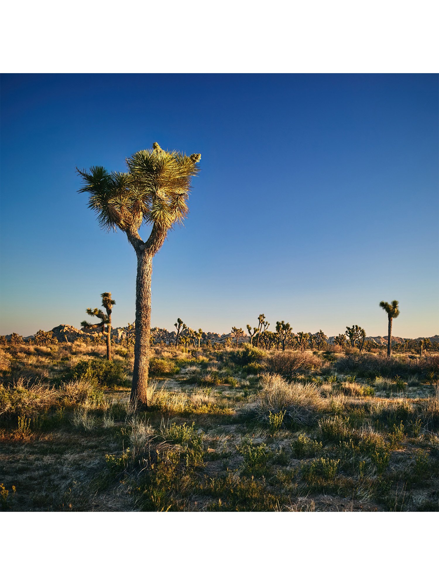 joshua-tree-oliphant-photo-art-6308.FILE.B.jpg