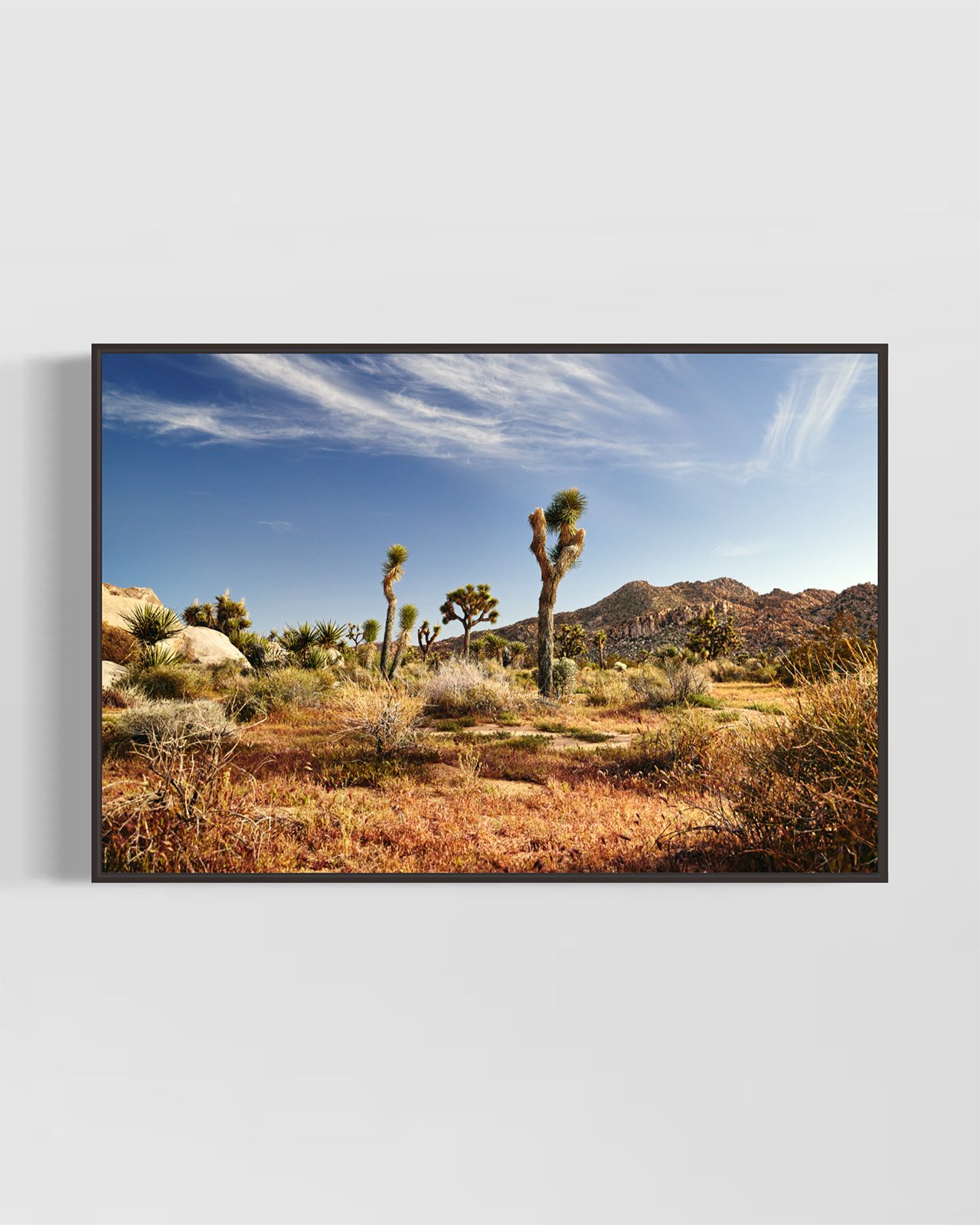 joshua-tree-oliphant-photo-art-E5980.BLACK.jpg