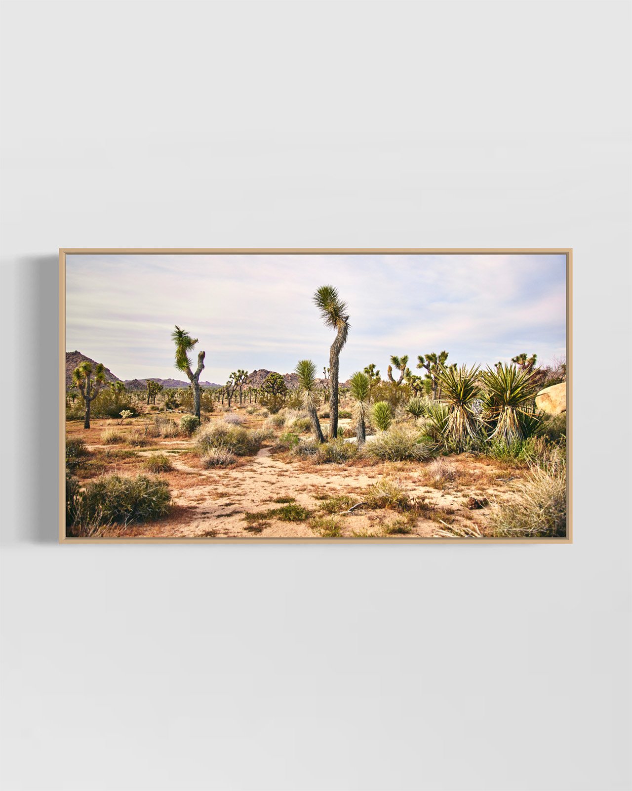 joshua-tree-oliphant-photo-art-5990.OAK.jpg