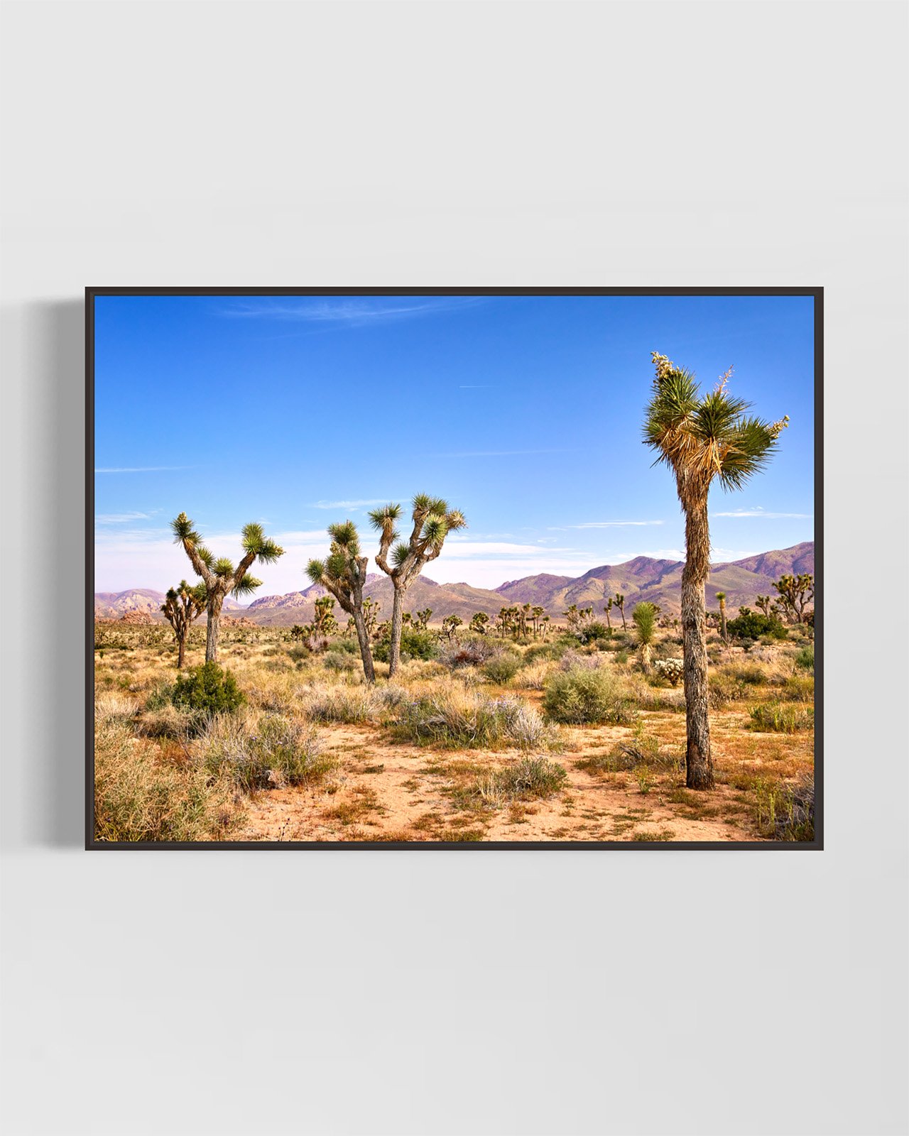 joshua-tree-oliphant-photo-art-5866.BLACK.jpg