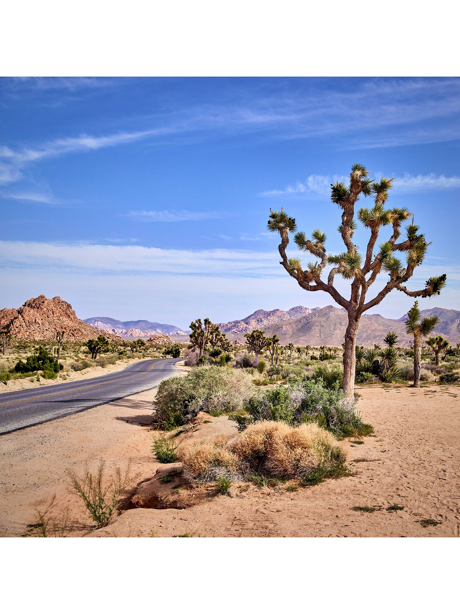 joshua-tree-oliphant-photo-art-5811-1.FILE.B.jpg