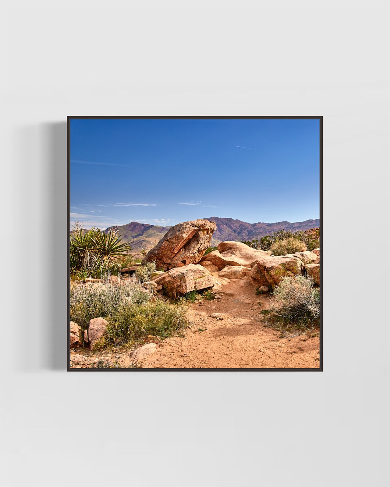joshua-tree-oliphant-photo-art-5863.BLACK.jpg