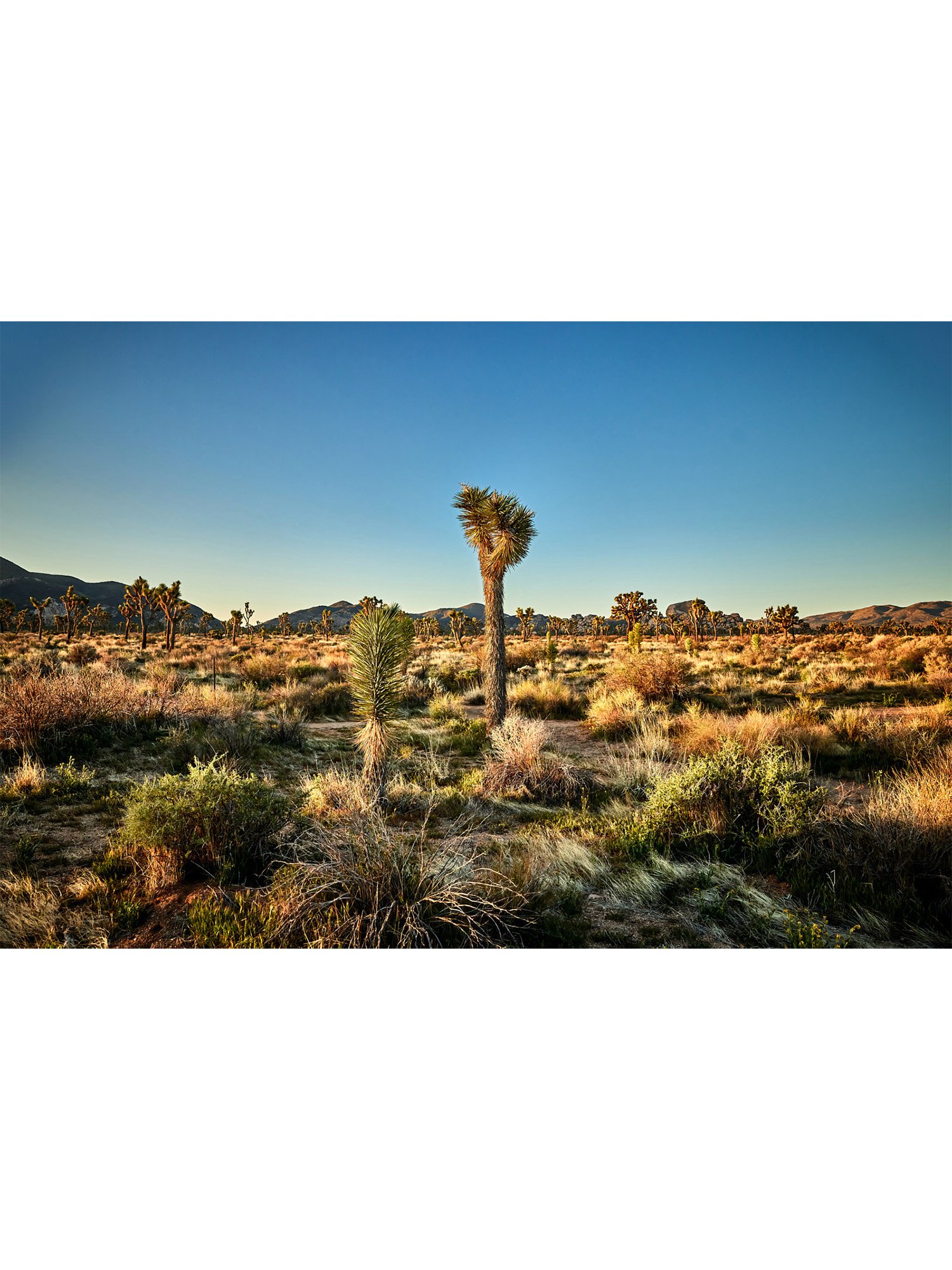 joshua-tree-oliphant-photo-art-6294.FILE.B.jpg
