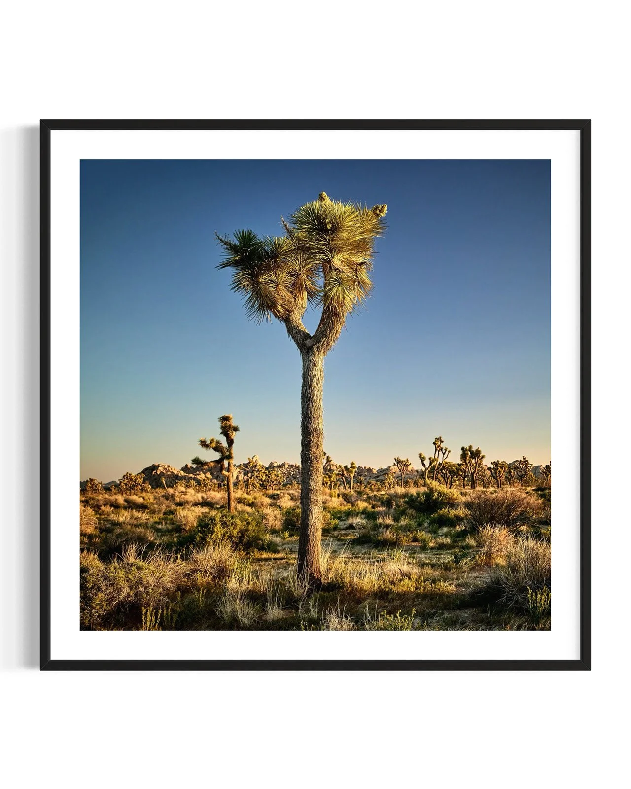 joshua-tree-oliphant-photo-art-6310-2.FF.DTL.BLK.001.jpg