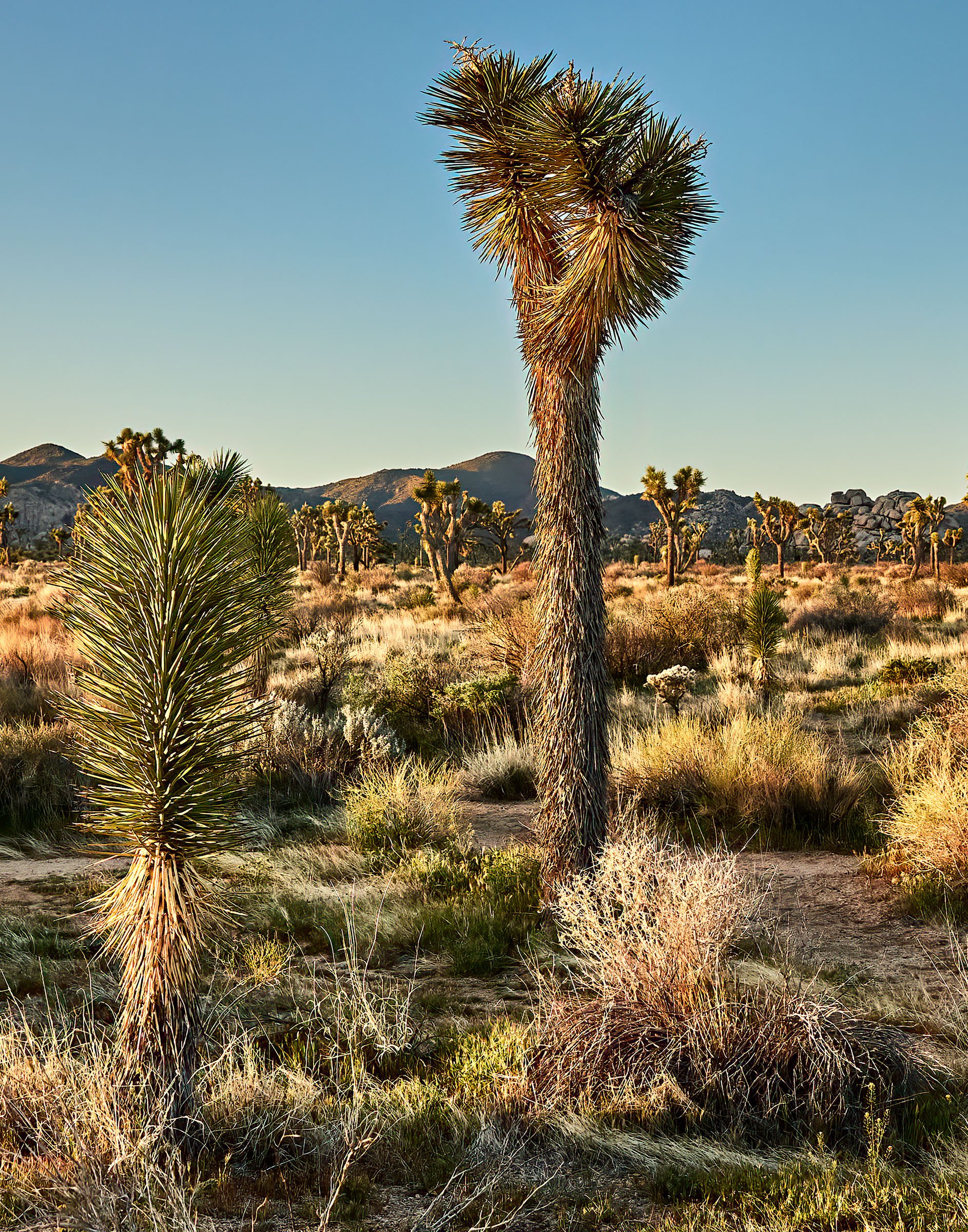joshua-tree-oliphant-photo-art-6294.DETAIL.jpg