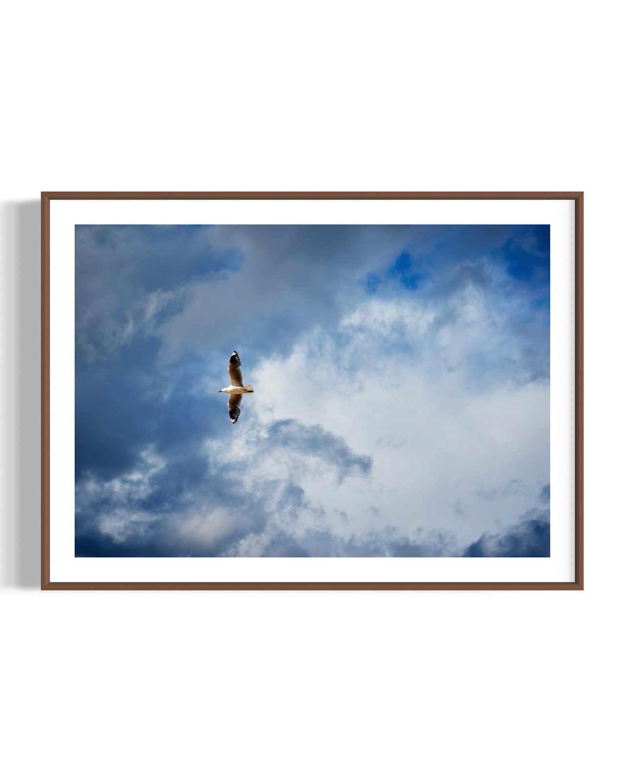 seagull-flying-sky-oliphant-photo-art.0146-1.WNT.FF.DETAIL.001.jpg