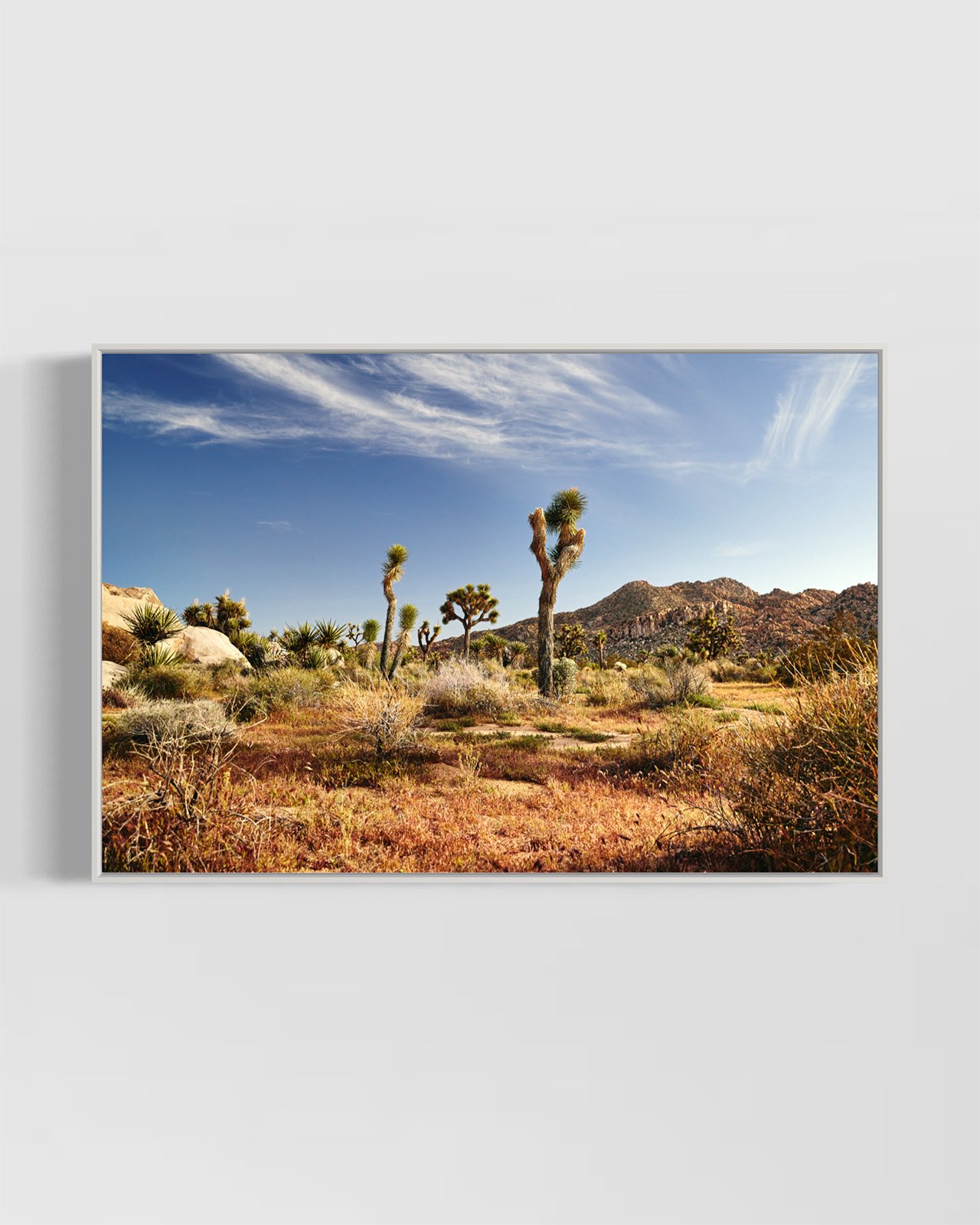 joshua-tree-oliphant-photo-art-E5980.WHITE.jpg