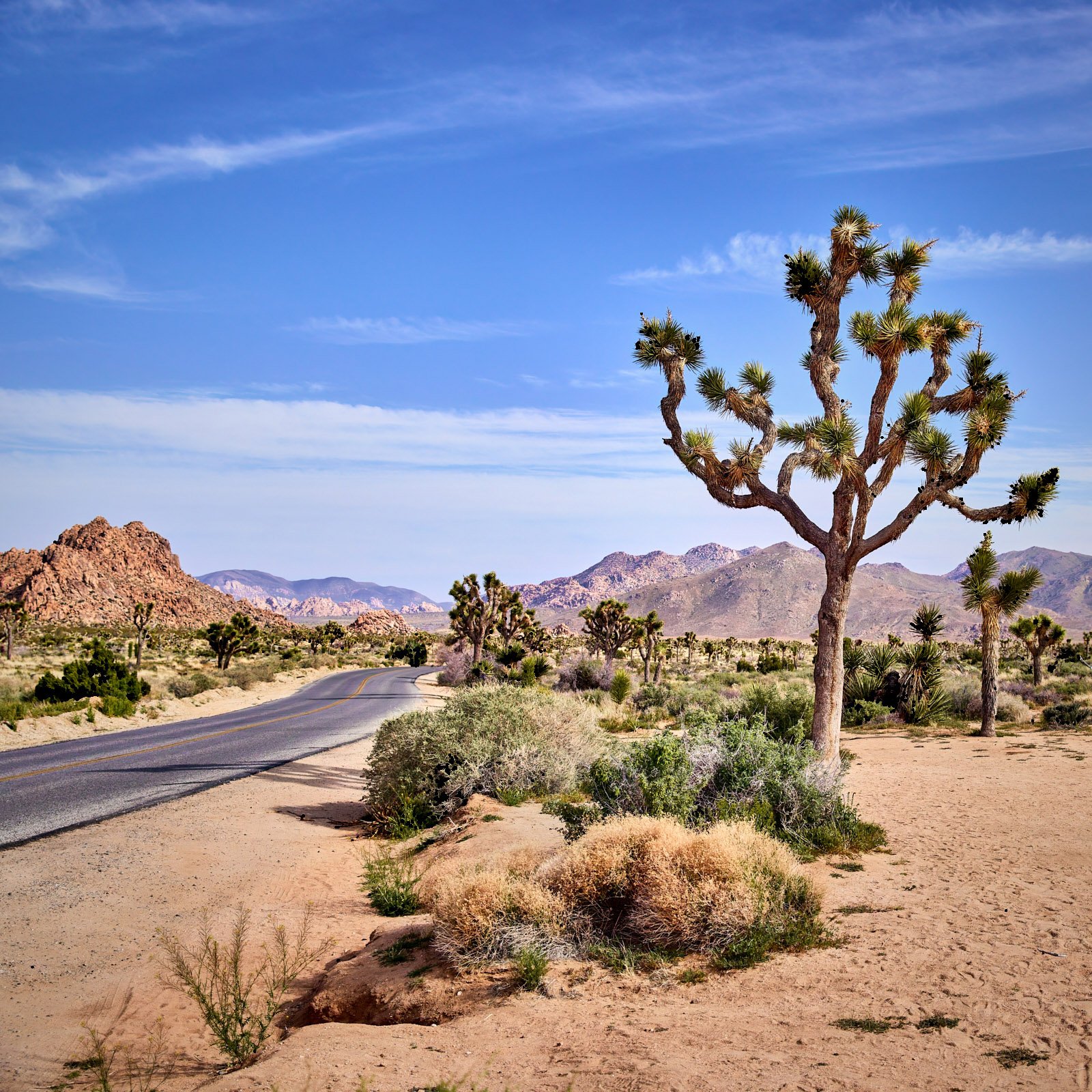 joshua-tree-oliphant-photo-art-5811-1.FILE.jpg