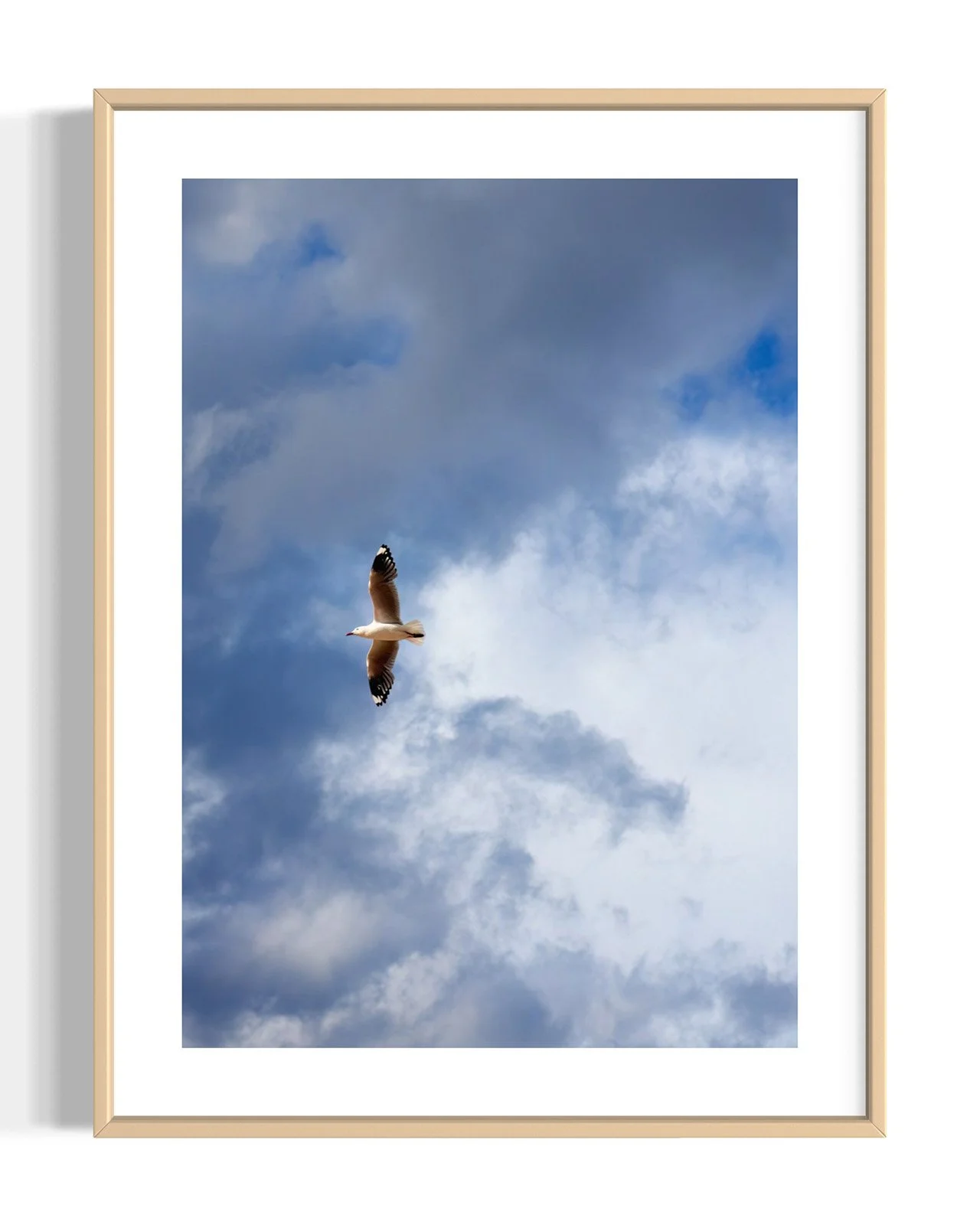 seagull-flying-sky-oliphant-photo-art.0146-VERT.OAK.FF.DETAIL.001.jpg