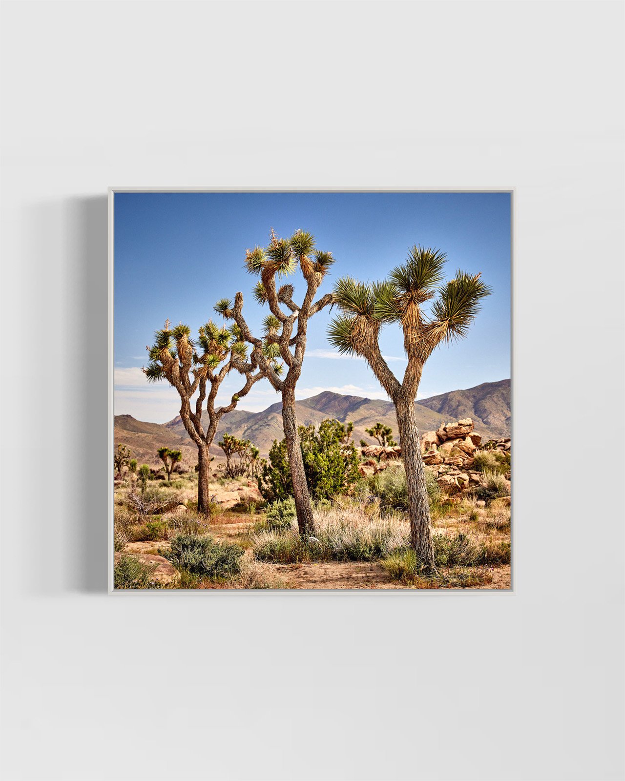 joshua-tree-oliphant-photo-art-5880.WHITE.jpg