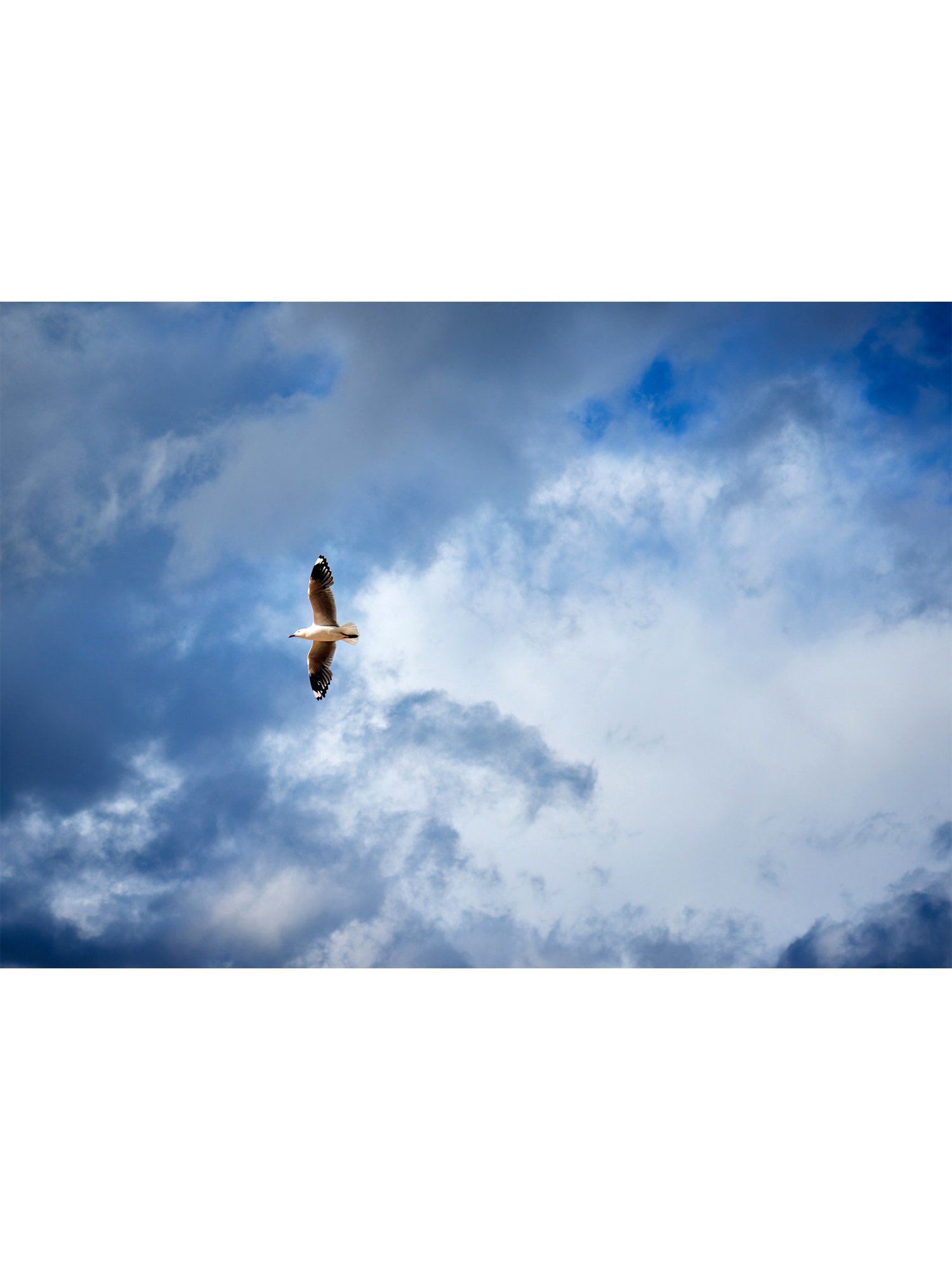seagull-flying-sky-oliphant-photo-art.0146-1.FILE.B.jpg