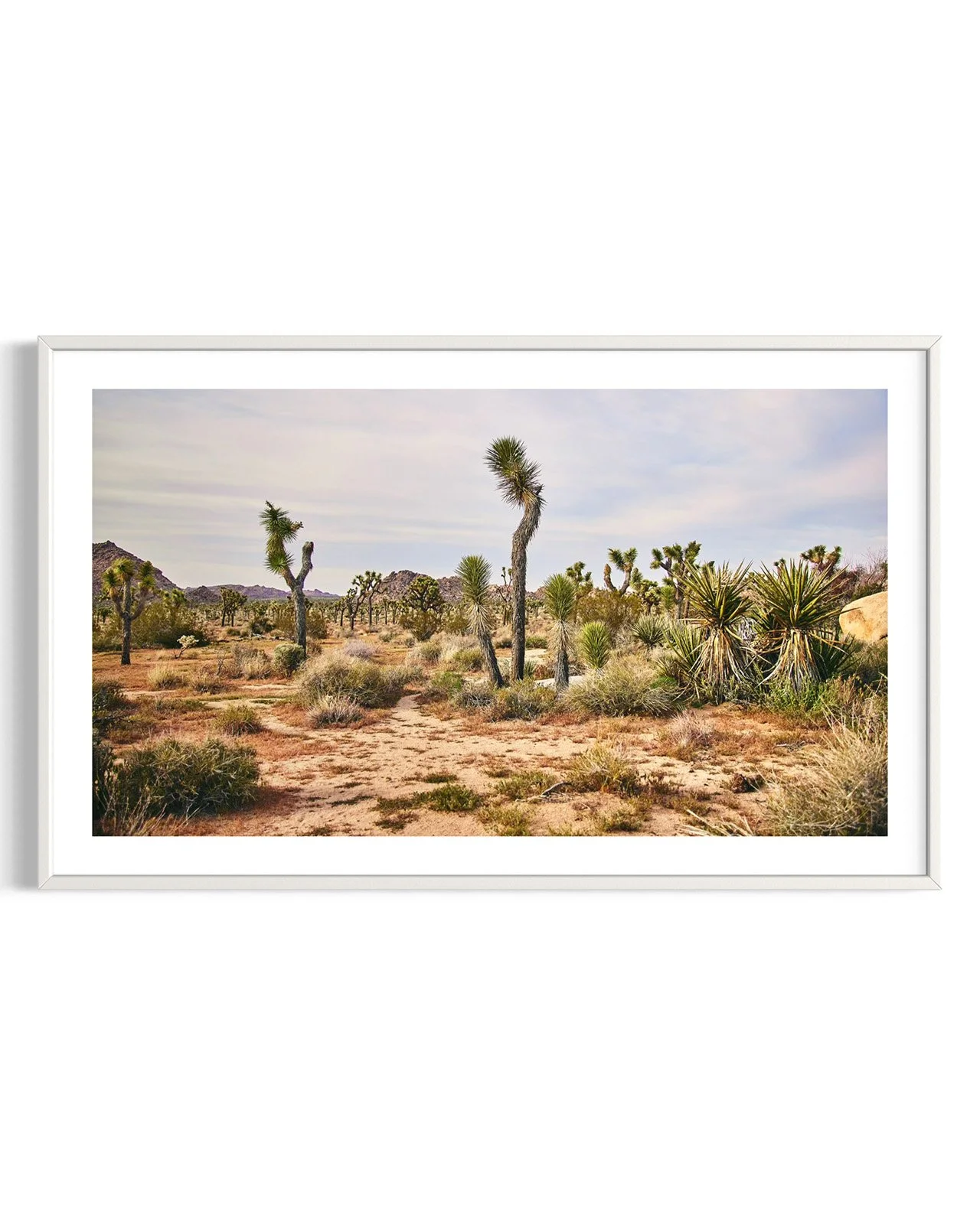 joshua-tree-oliphant-photo-art-5990.FF.DTL.WHT.001.jpg