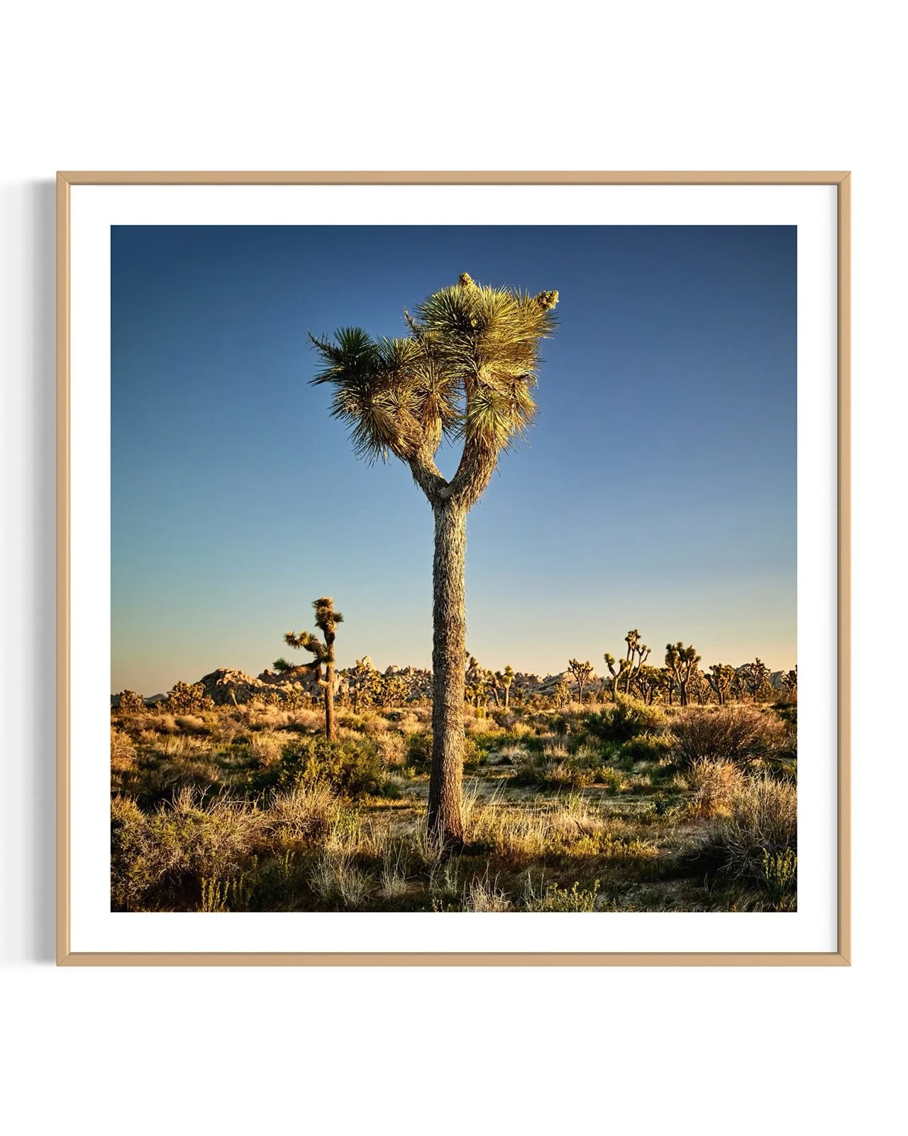 joshua-tree-oliphant-photo-art-6310-2.FF.DTL.OAK.001.jpg