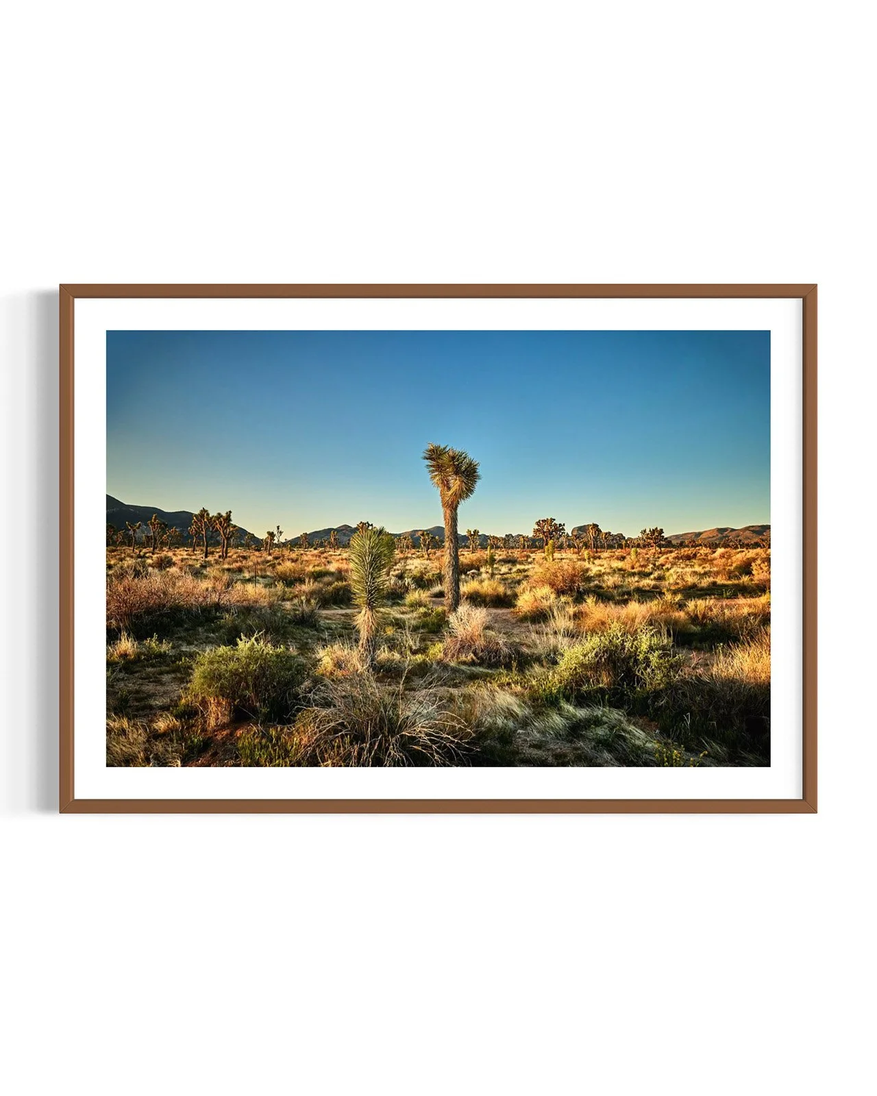 joshua-tree-oliphant-photo-art-6294.FF.WNT.STU.001joshua-tree-oliphant-photo-art-6294.FF.WNT.DTL.001.jpg
