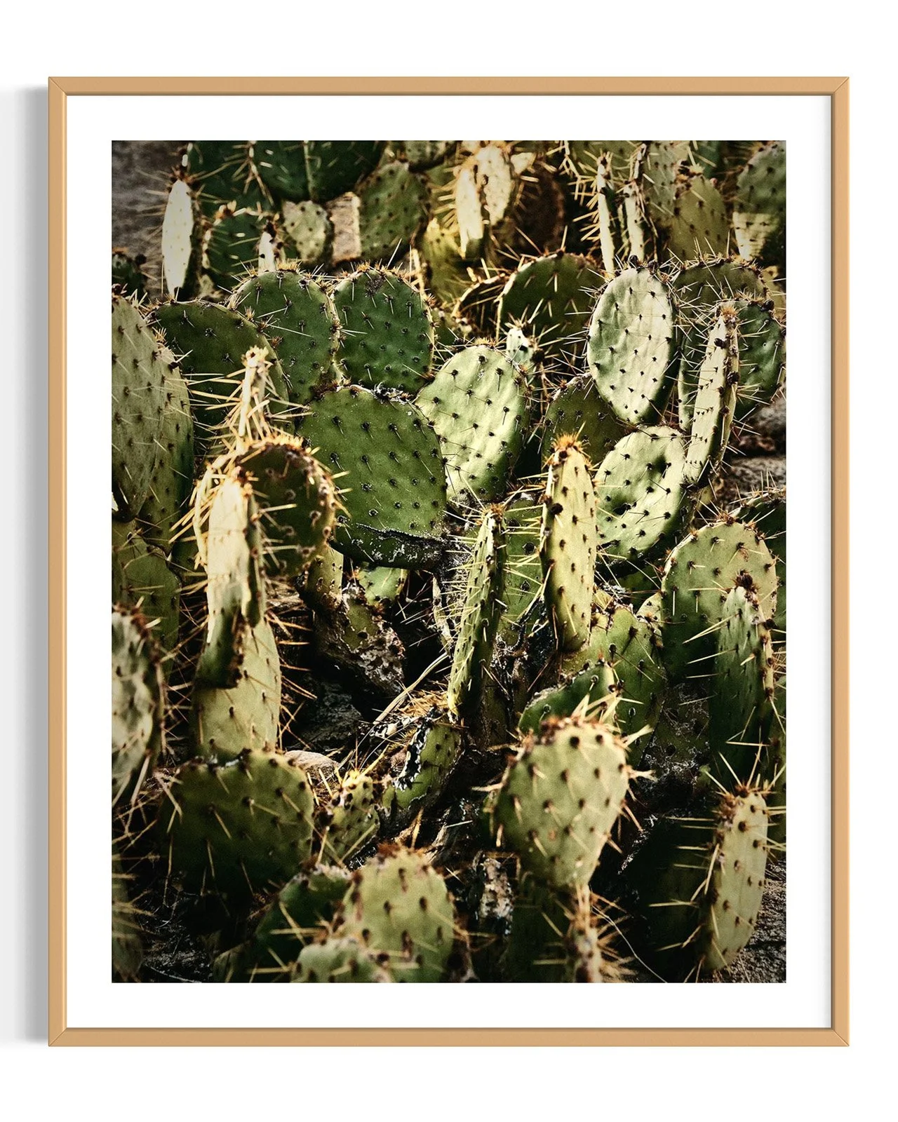 joshua-tree-cacti-oliphant-photo-art.6080.FF.DTL.OAK.001.jpg