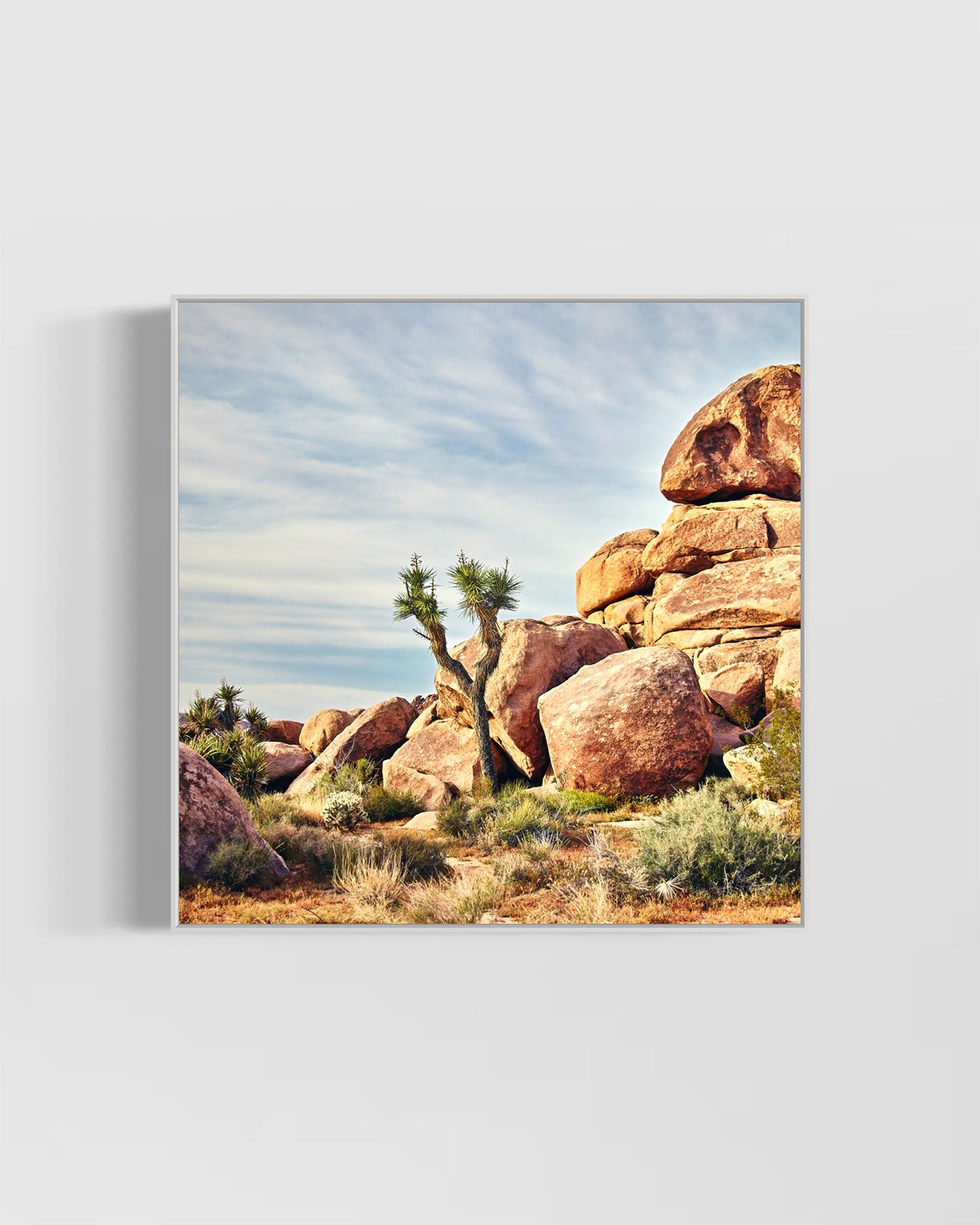 joshua-tree-oliphant-photo-art-6006-SQ.WHITE.jpg