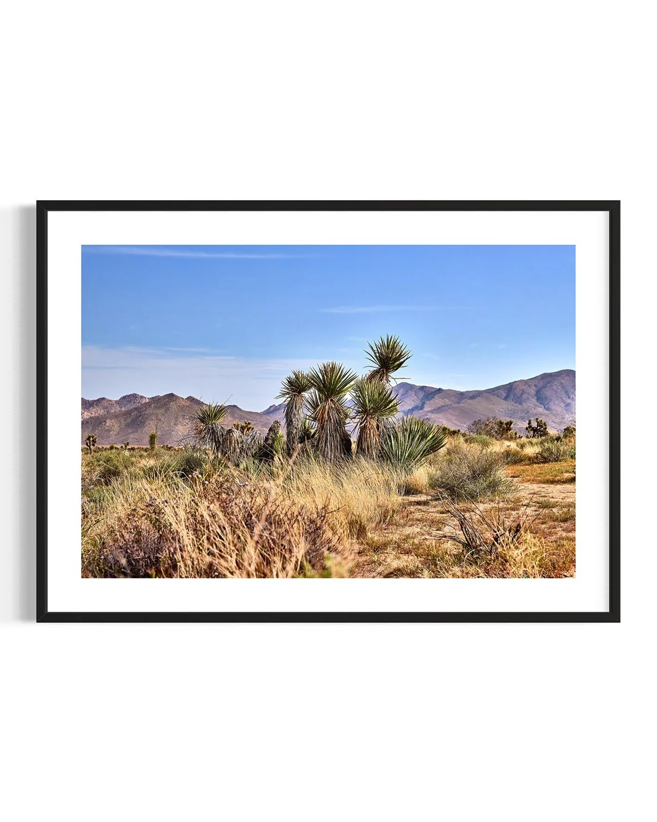 JOSHUA_TREE_YUCCA_FAMILY_1_5843_FF.DTL.BLK.001.jpg