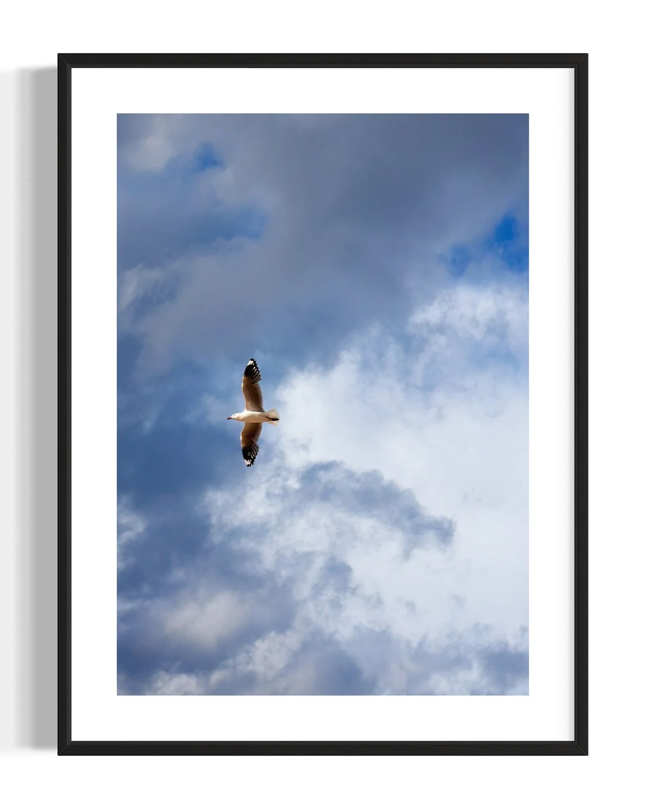 seagull-flying-sky-oliphant-photo-art.0146-VERT.BLK.DETAIL.001.jpg