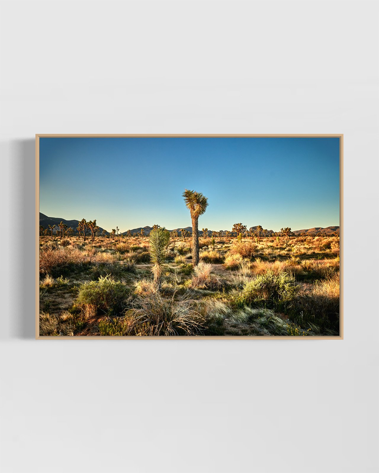 joshua-tree-oliphant-photo-art-6294.OAK.jpg