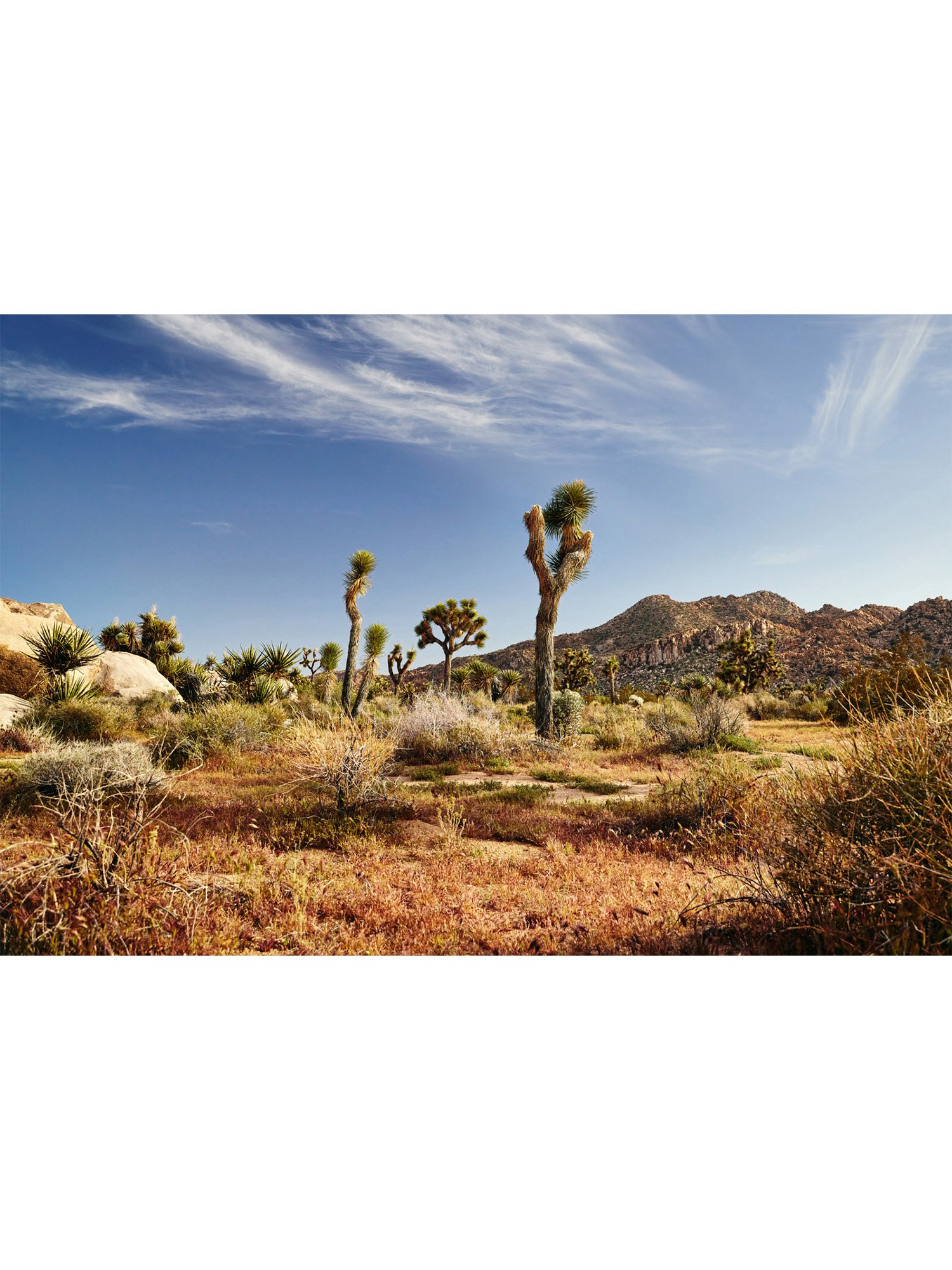 joshua-tree-oliphant-photo-art-E5980.FILE.B.jpg