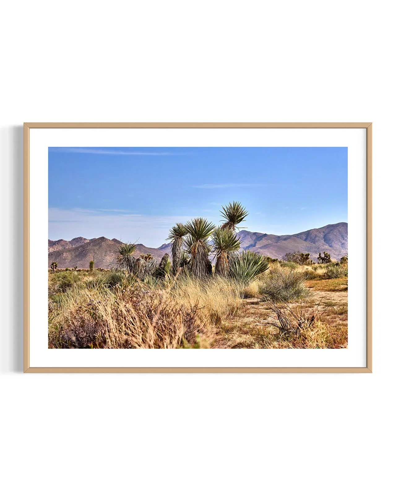 JOSHUA_TREE_YUCCA_FAMILY_1_5843_FF.DTL.OAK.001.jpg