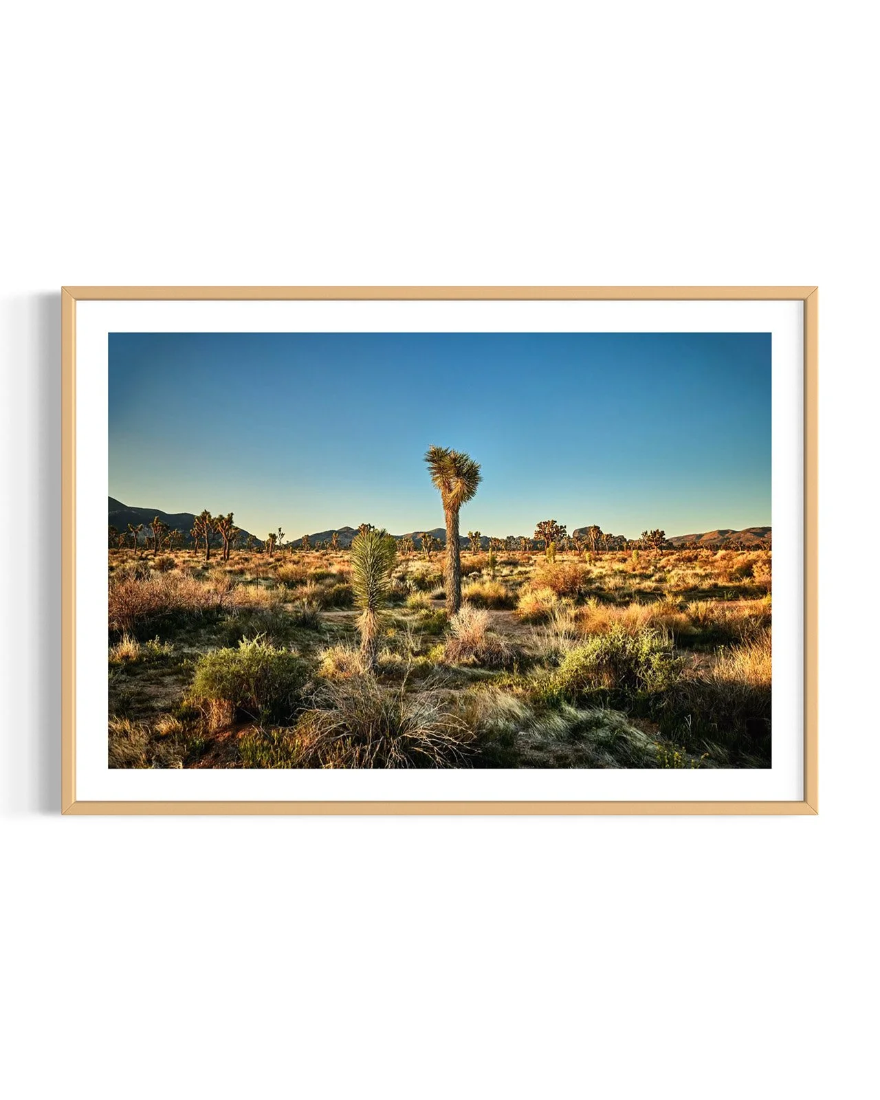 joshua-tree-oliphant-photo-art-6294.FF.OAK.DTL.001.jpg