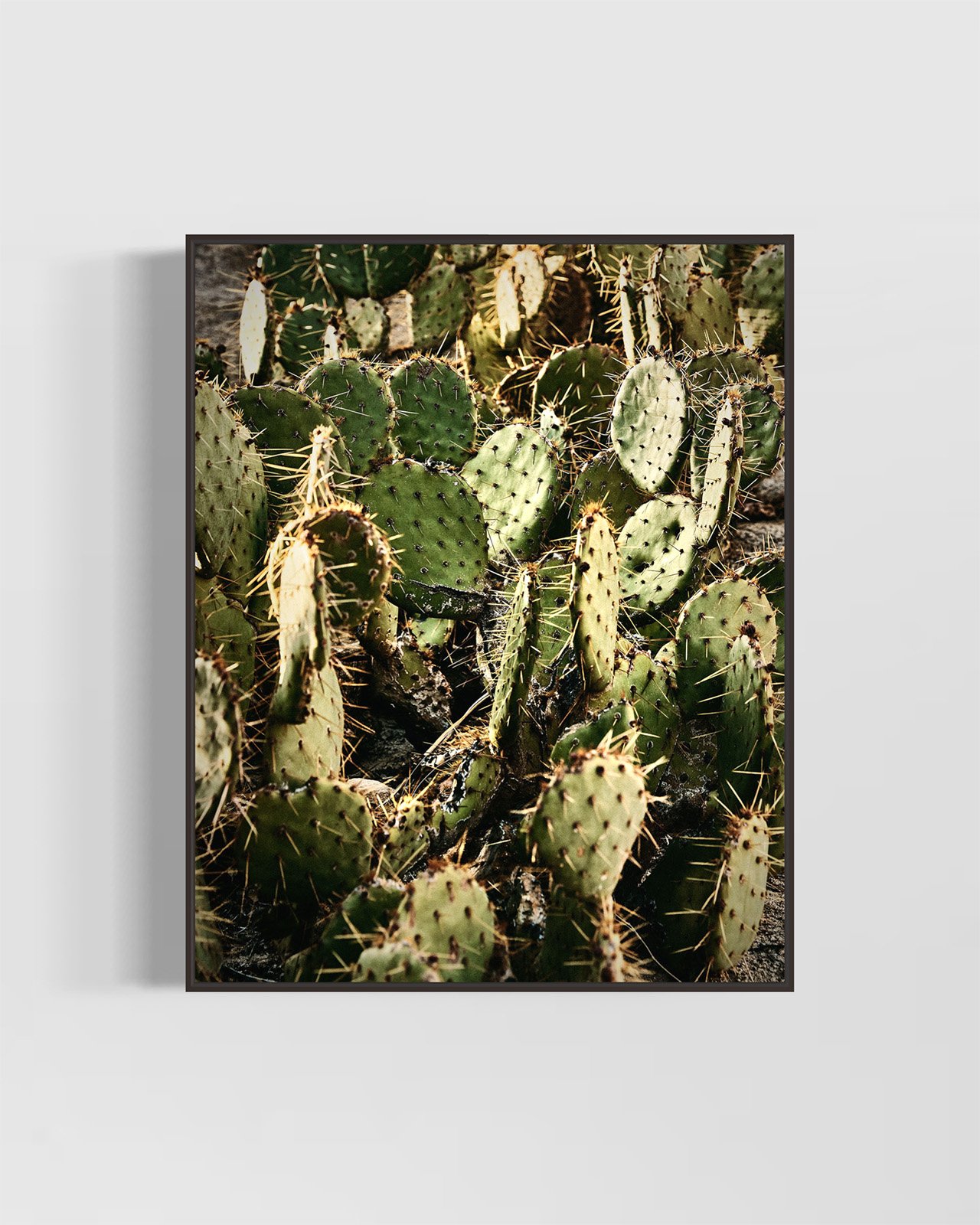 joshua-tree-cacti-oliphant-photo-art.6080.BLACK.jpg