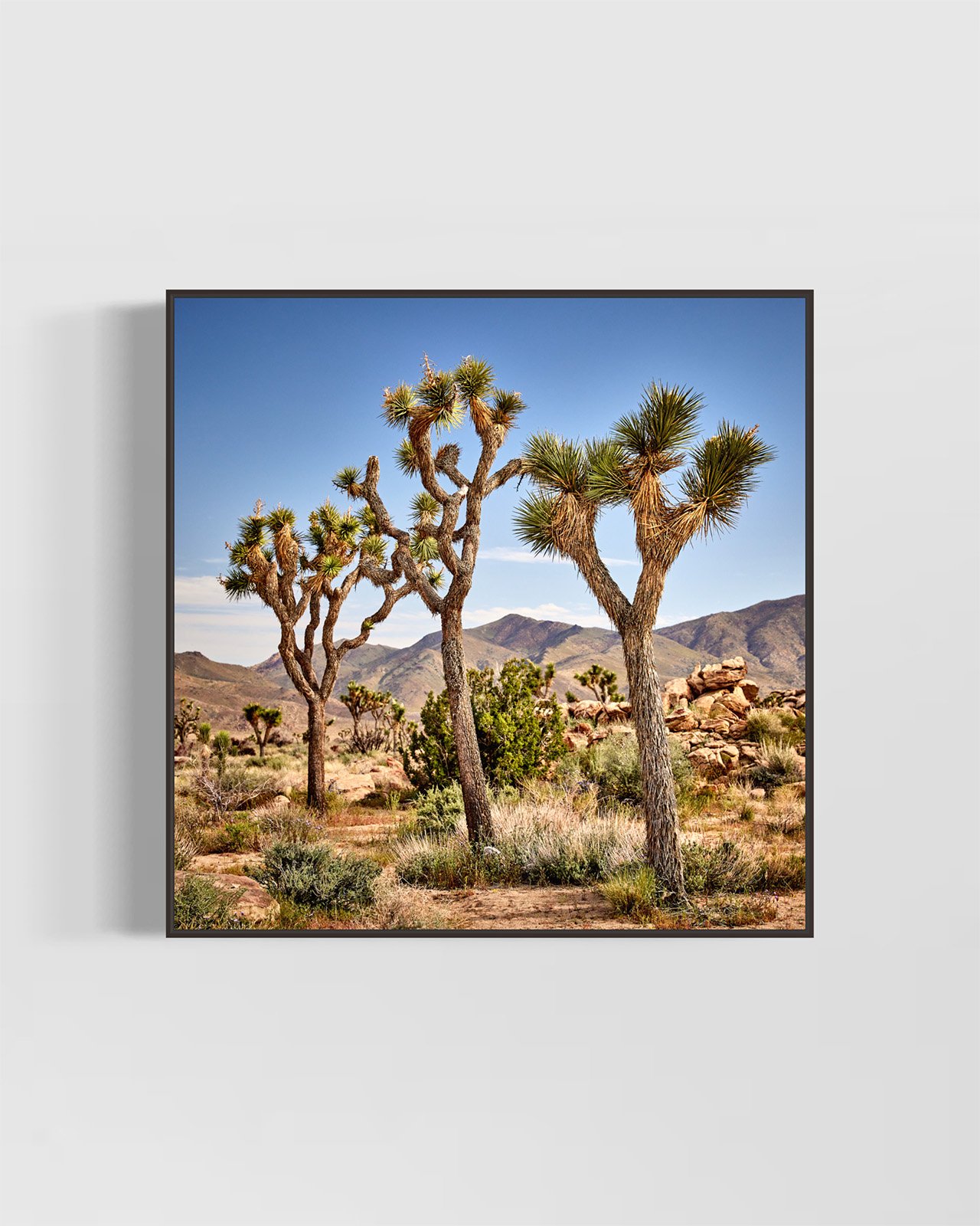 joshua-tree-oliphant-photo-art-5880.BLACK.jpg