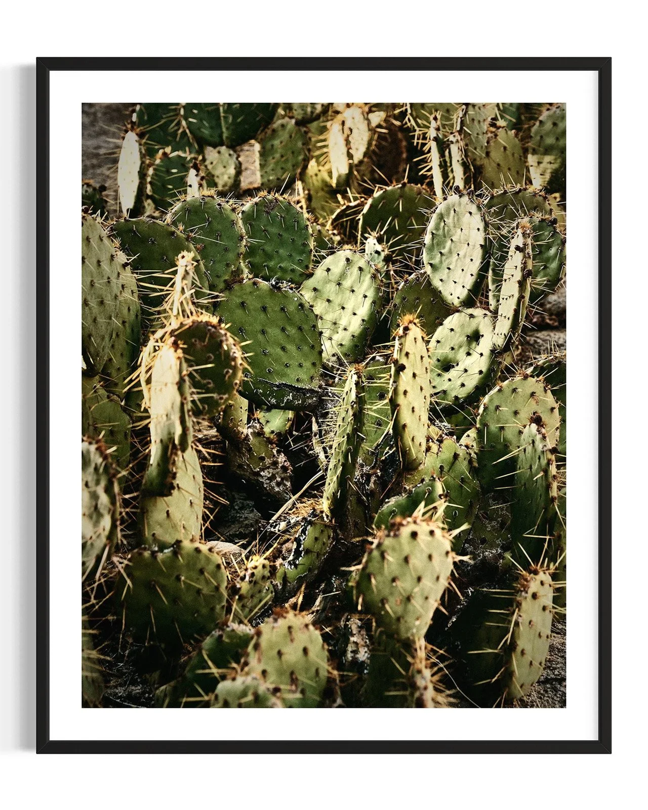 joshua-tree-cacti-oliphant-photo-art.6080.FF.DTL.BLK.001.jpg