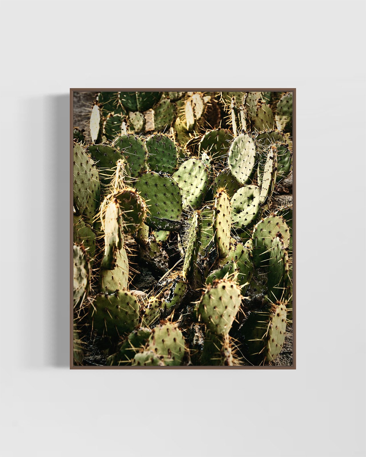 joshua-tree-cacti-oliphant-photo-art.6080.WALNUT.jpg
