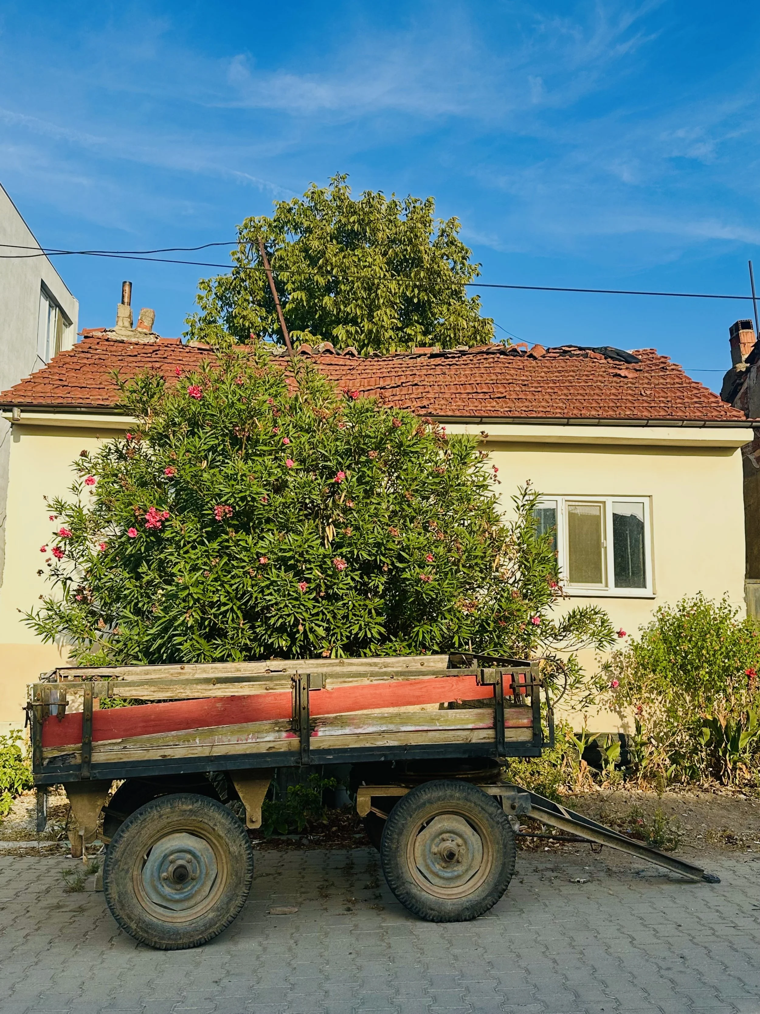 An old wooden cart with red panels and large rubber wheels parked on a paved surface in front of a house with a white exterior and a window. There is a large bush with pink flowers and a tree behind it, under a blue sky with some wispy clouds.