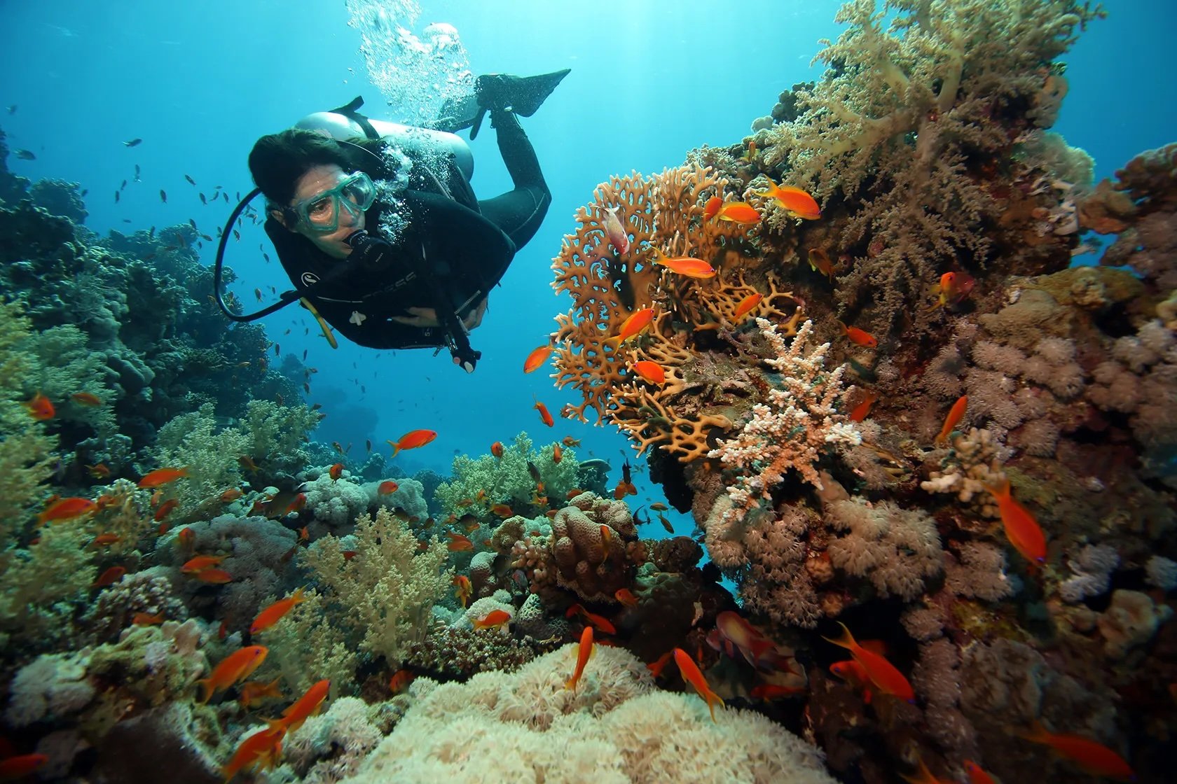 Nations Must Link Climate and Nature Crises, or Risk Failing To Address Both