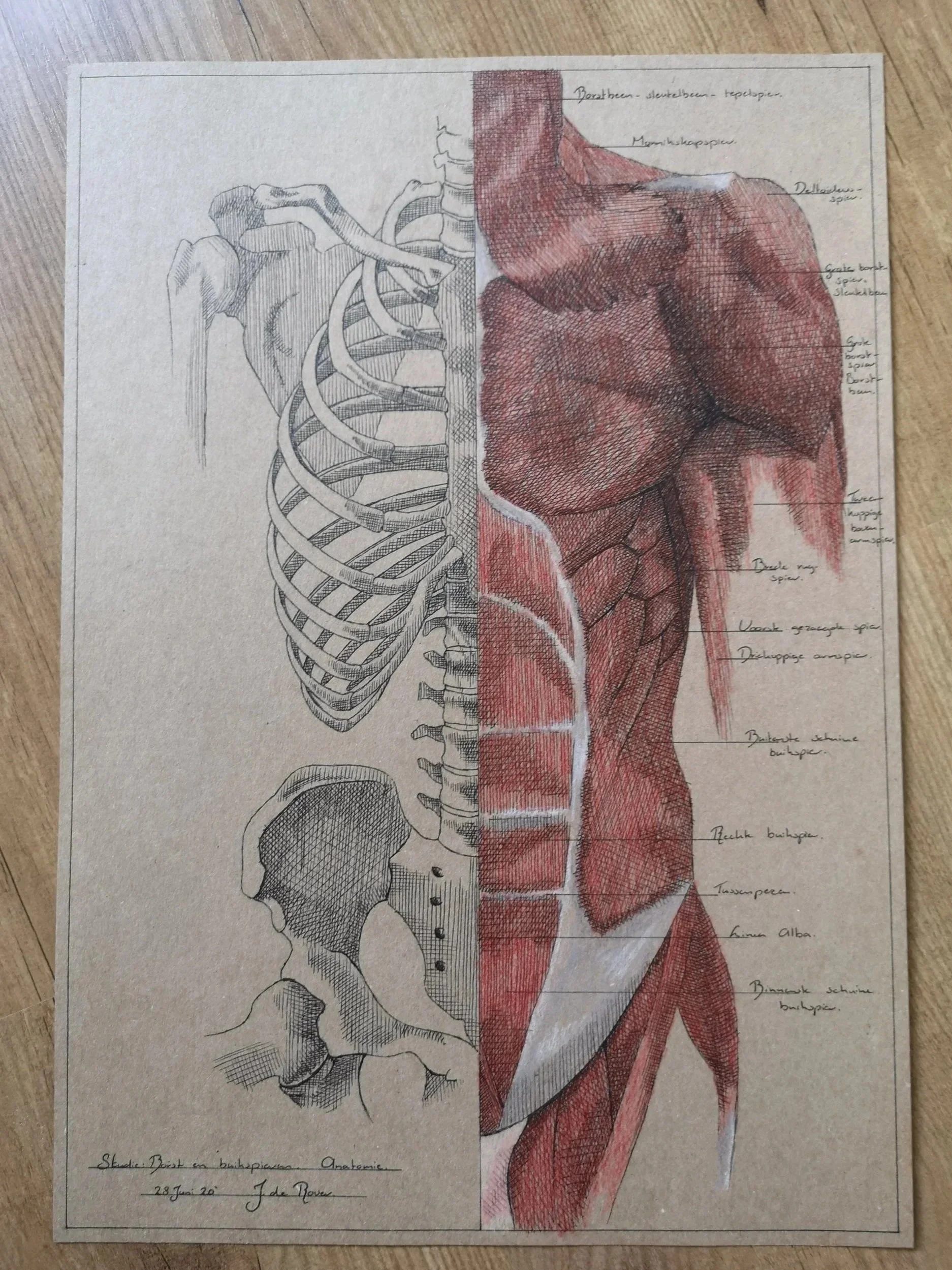 'Anatomy'