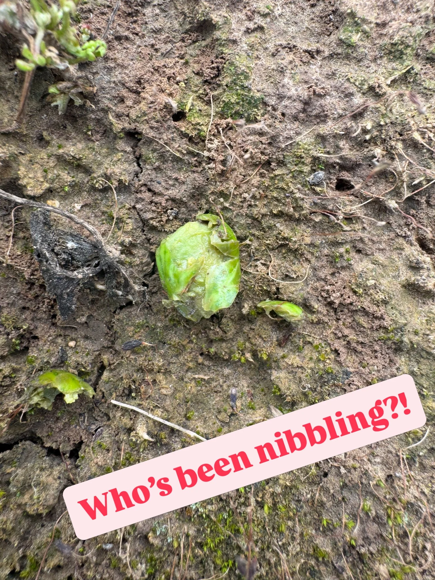 Sept nibbling 1.JPG